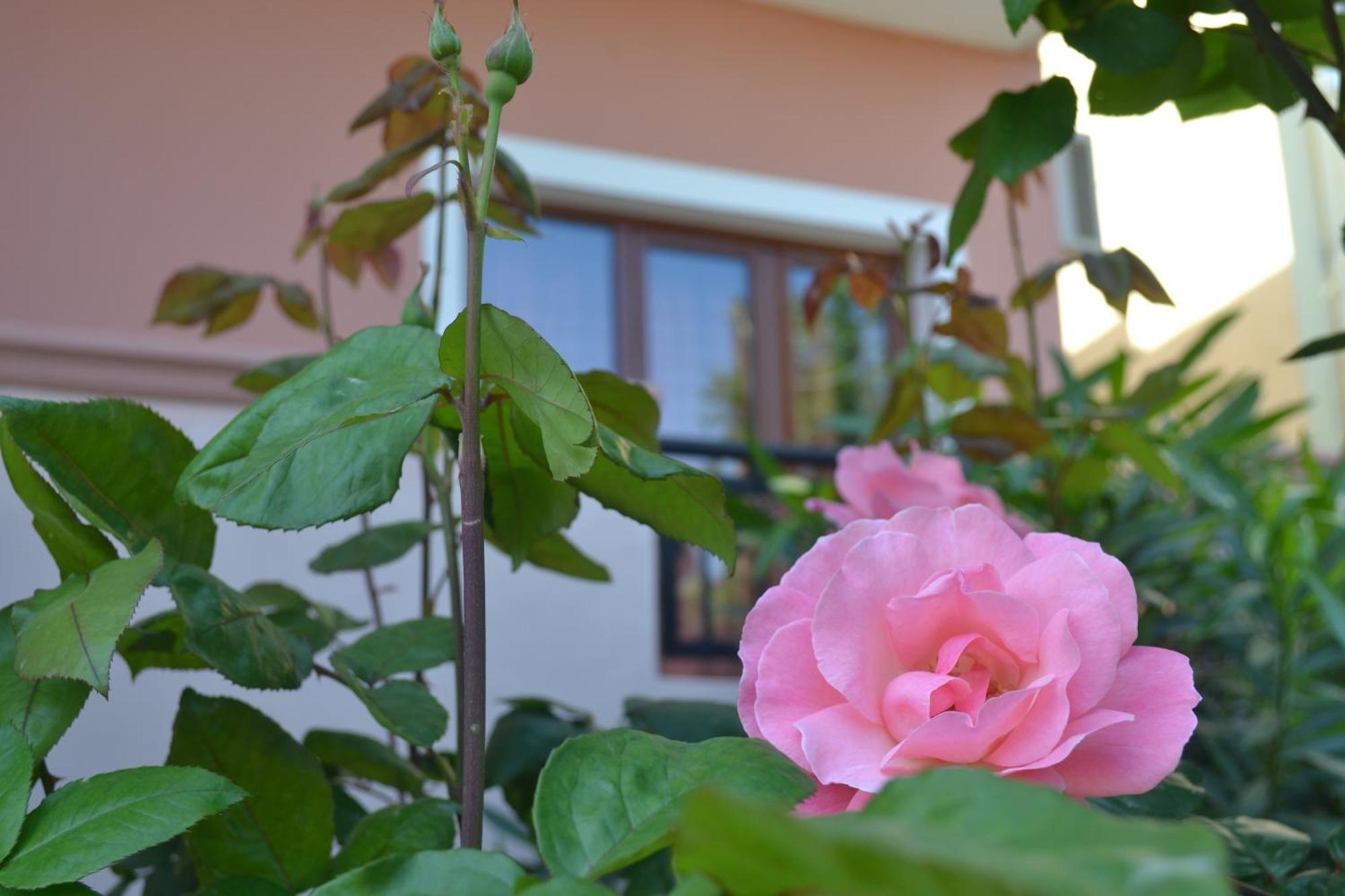 Aparthotel Melina's House Stalos