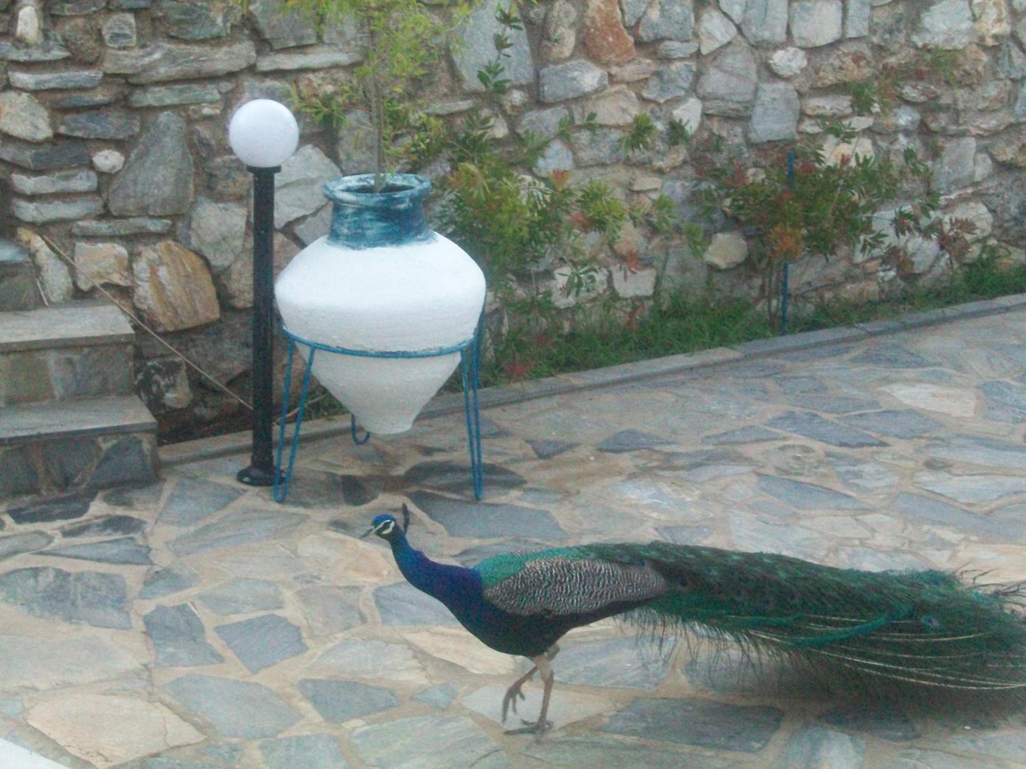 Aparthotel Aelia Koukounaries