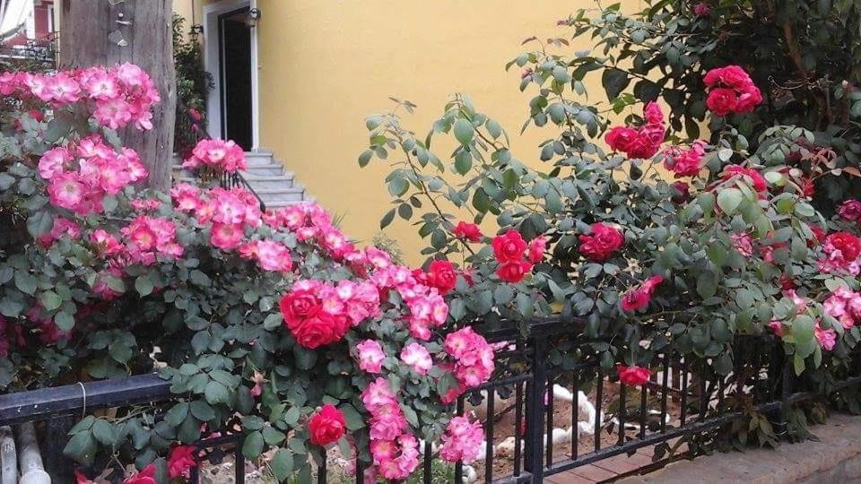 Apartment Margaritas' Agios Gordios (Corfu)