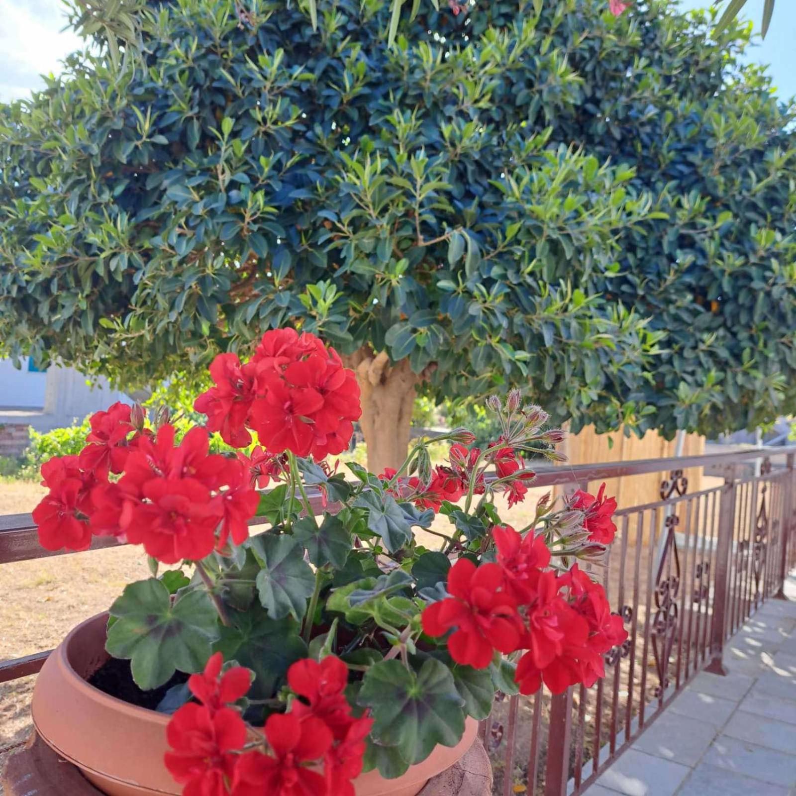 Villa Grevillea *