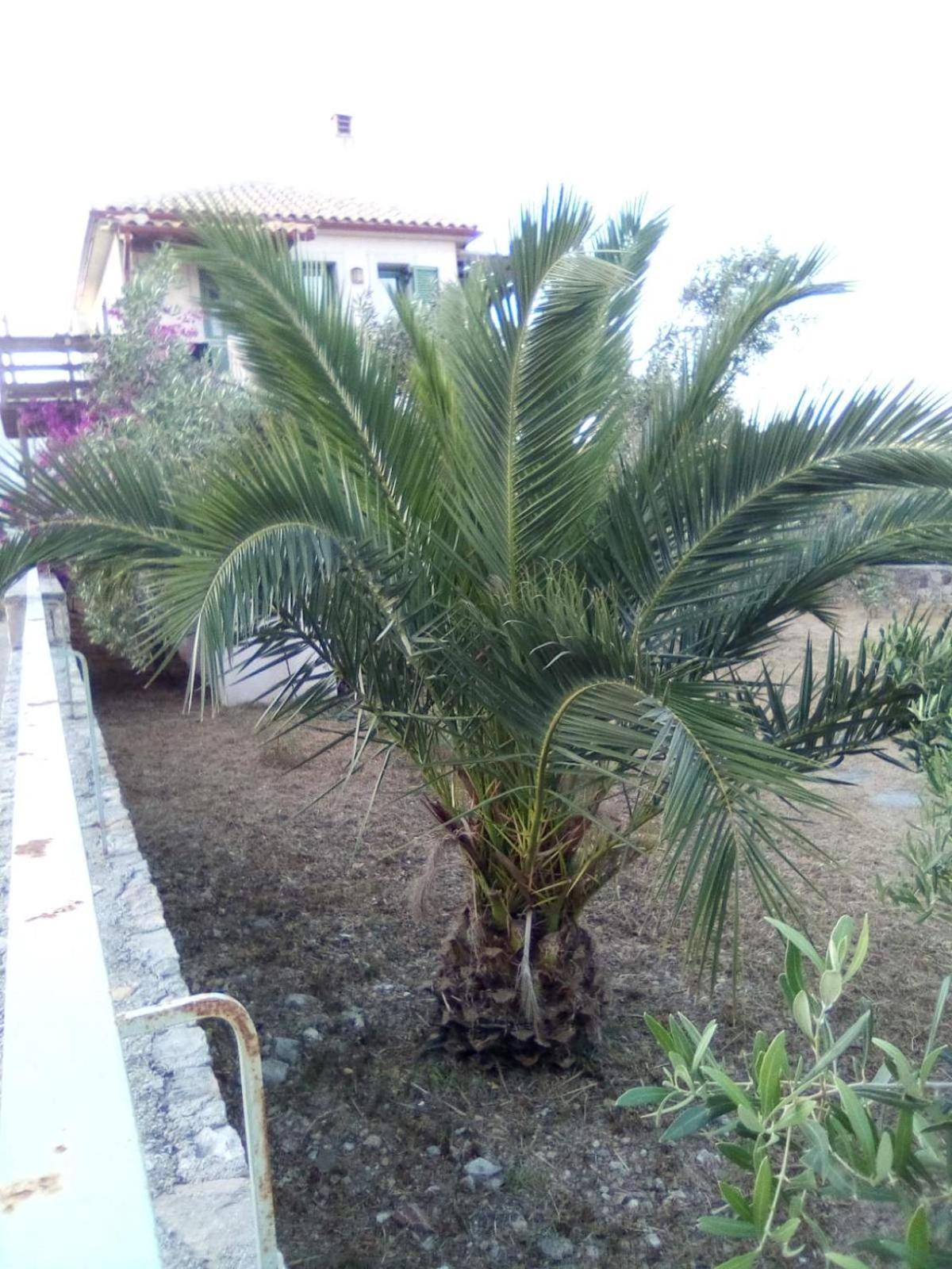 Boucamvillia's Luxury House