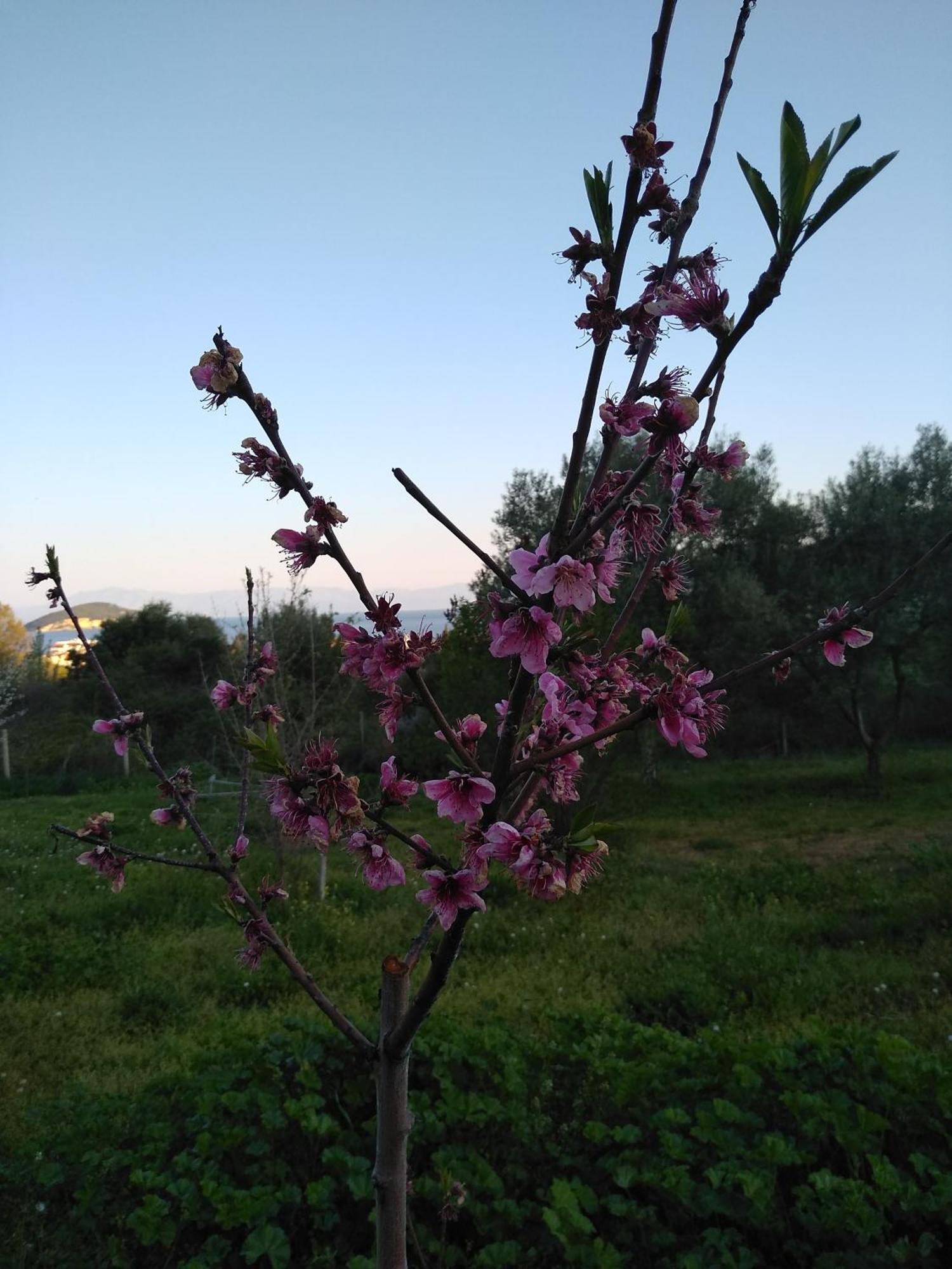 Martha's Nea Iraklitsa