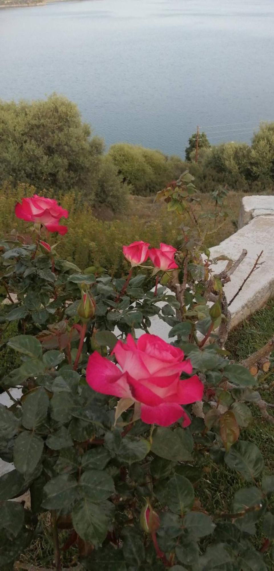 Cozy Apollon Villa, Sea View, Next To Galaxidi *