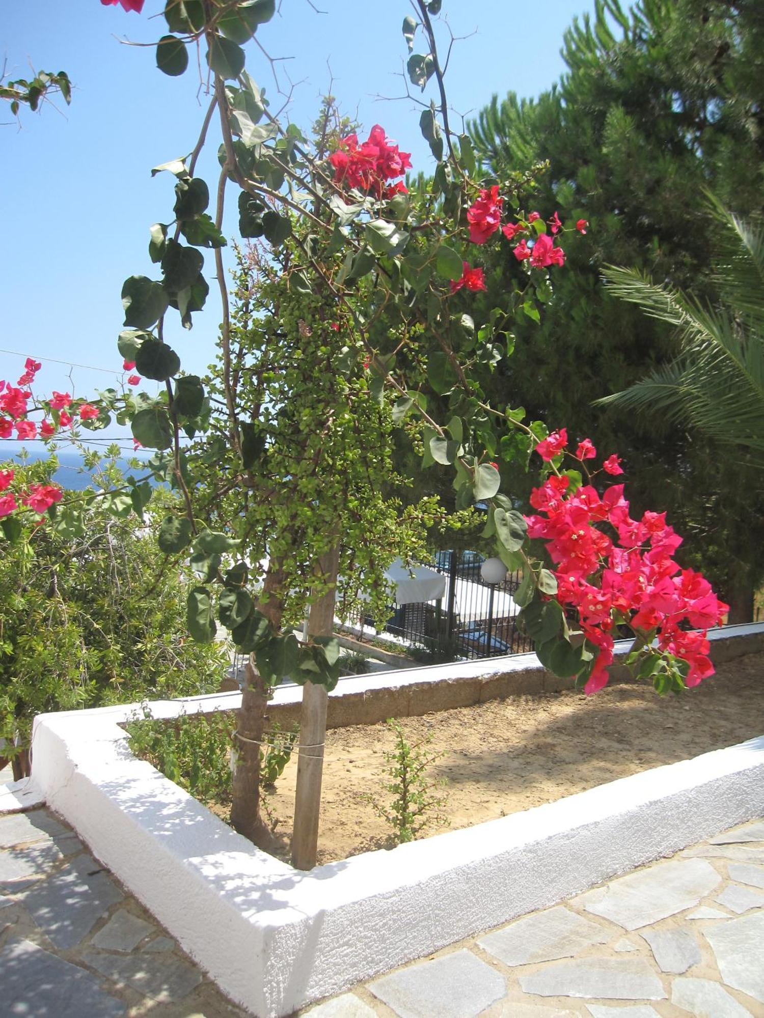 Travlos 3* Eleios-Pronnoi