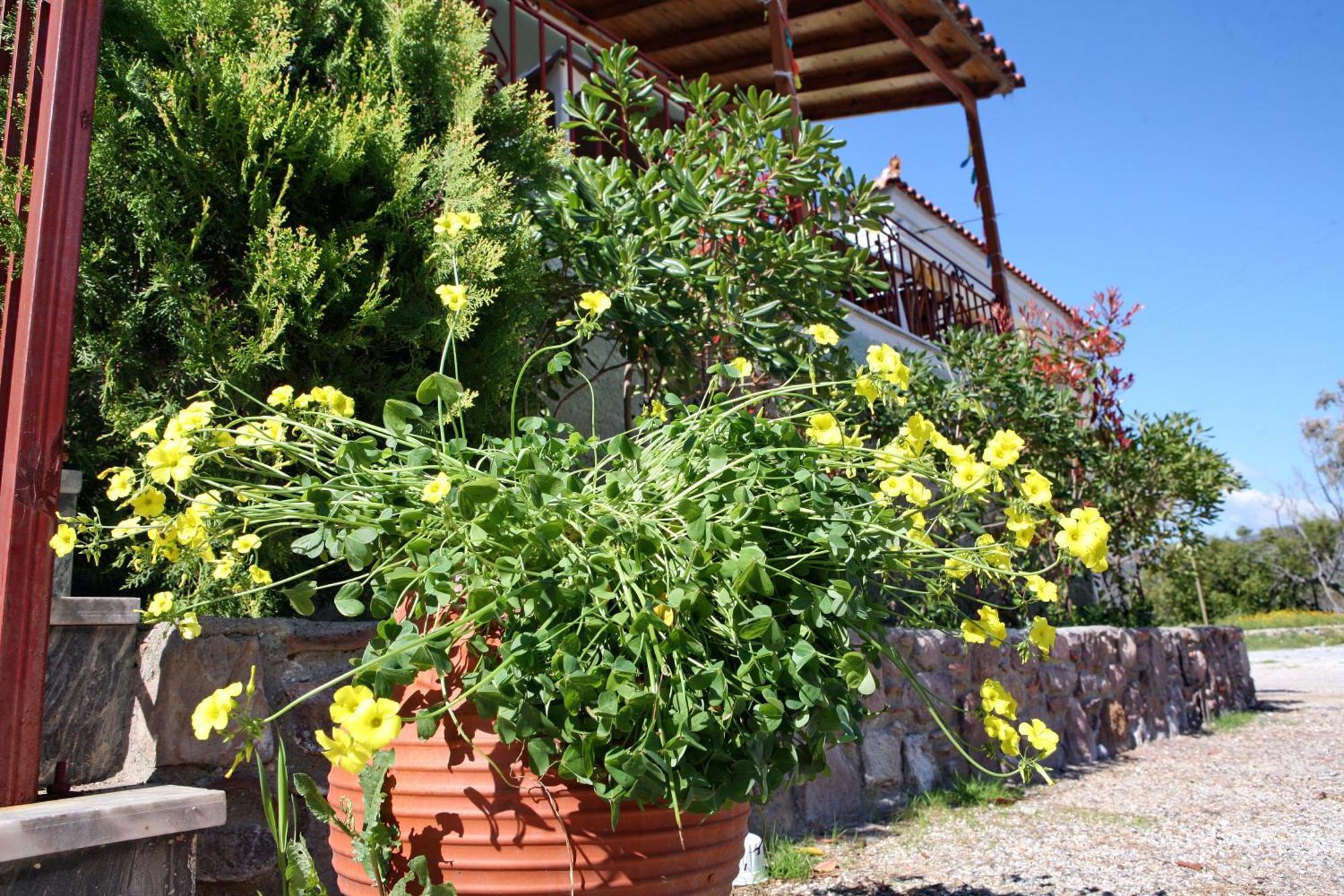 Paradisos Apartment Pyrgi Thermis