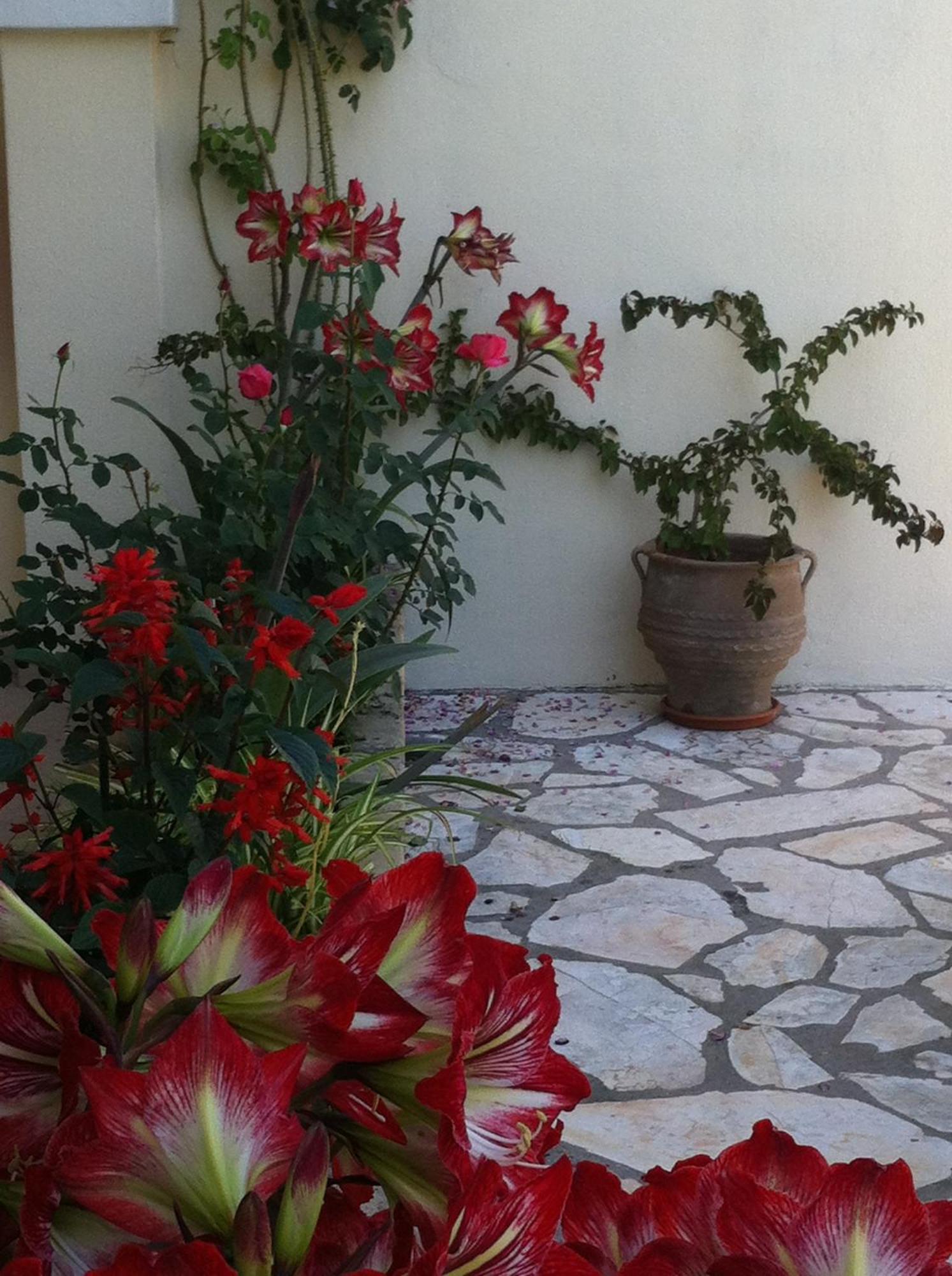 Apartment Angelina Roda (Corfu)