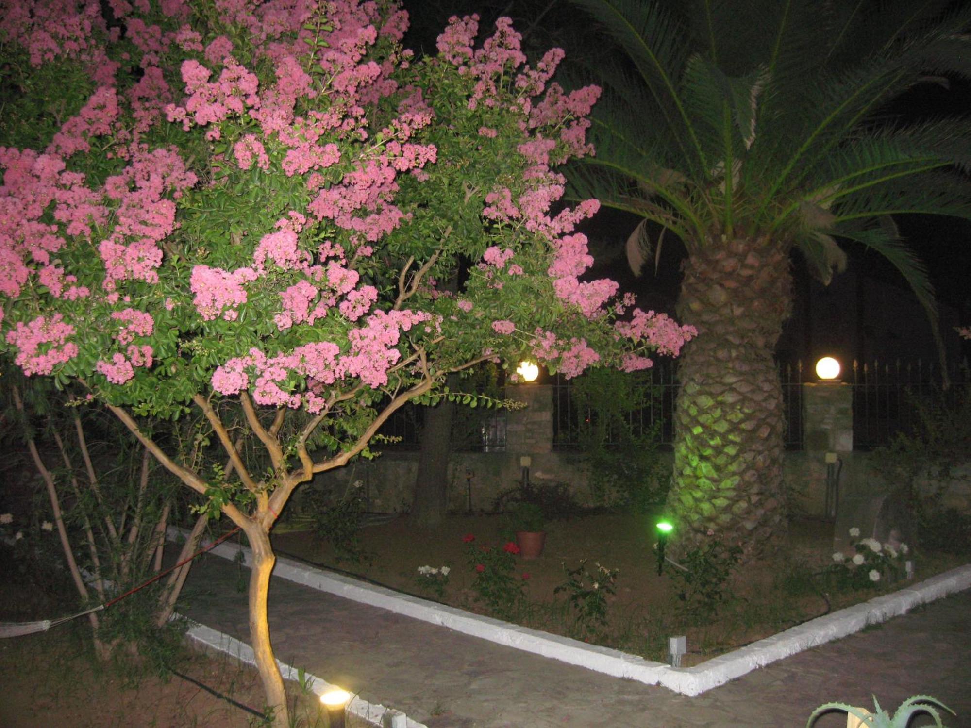Assimakis Apartment Finikounta