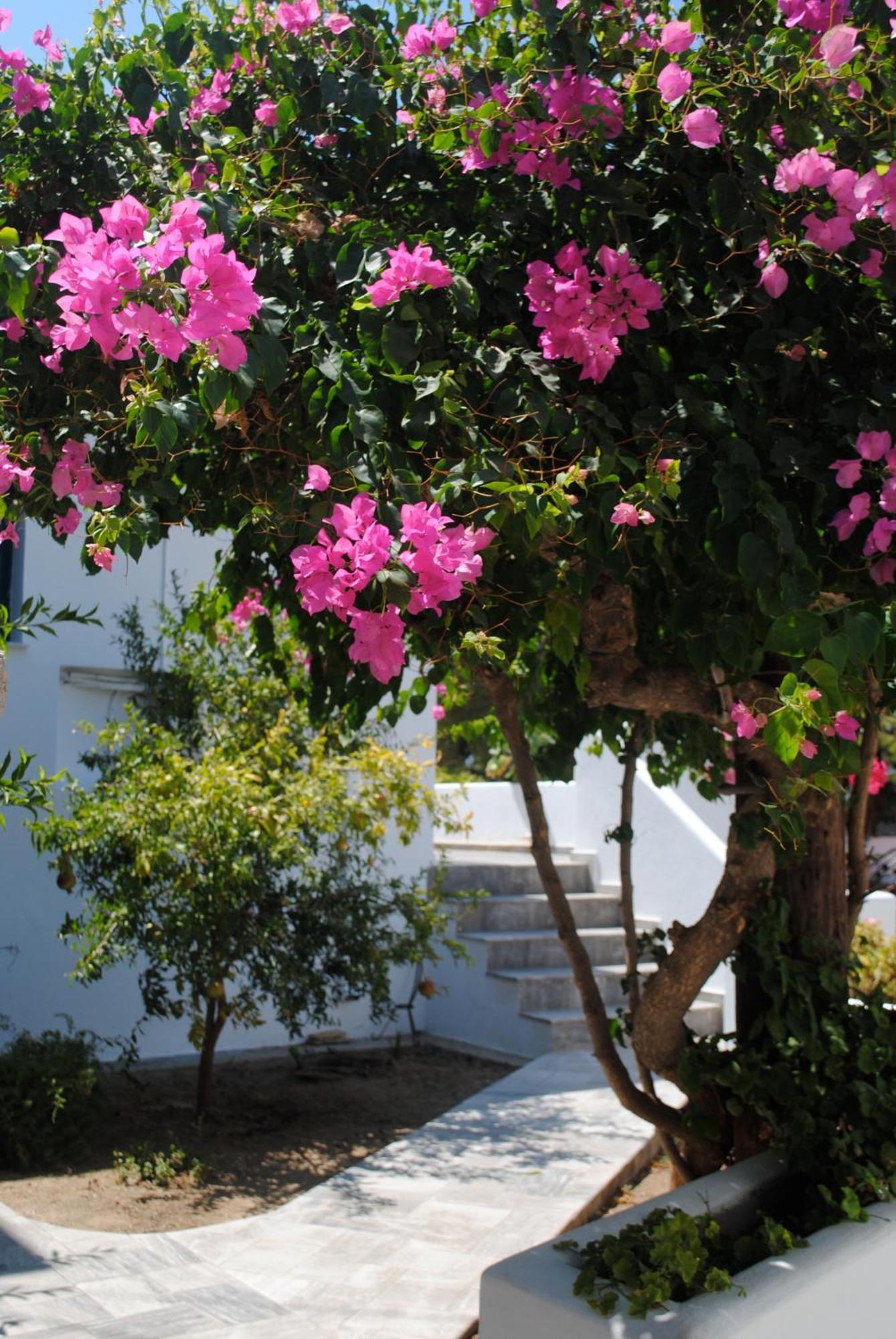 Aparthotel Apollonia