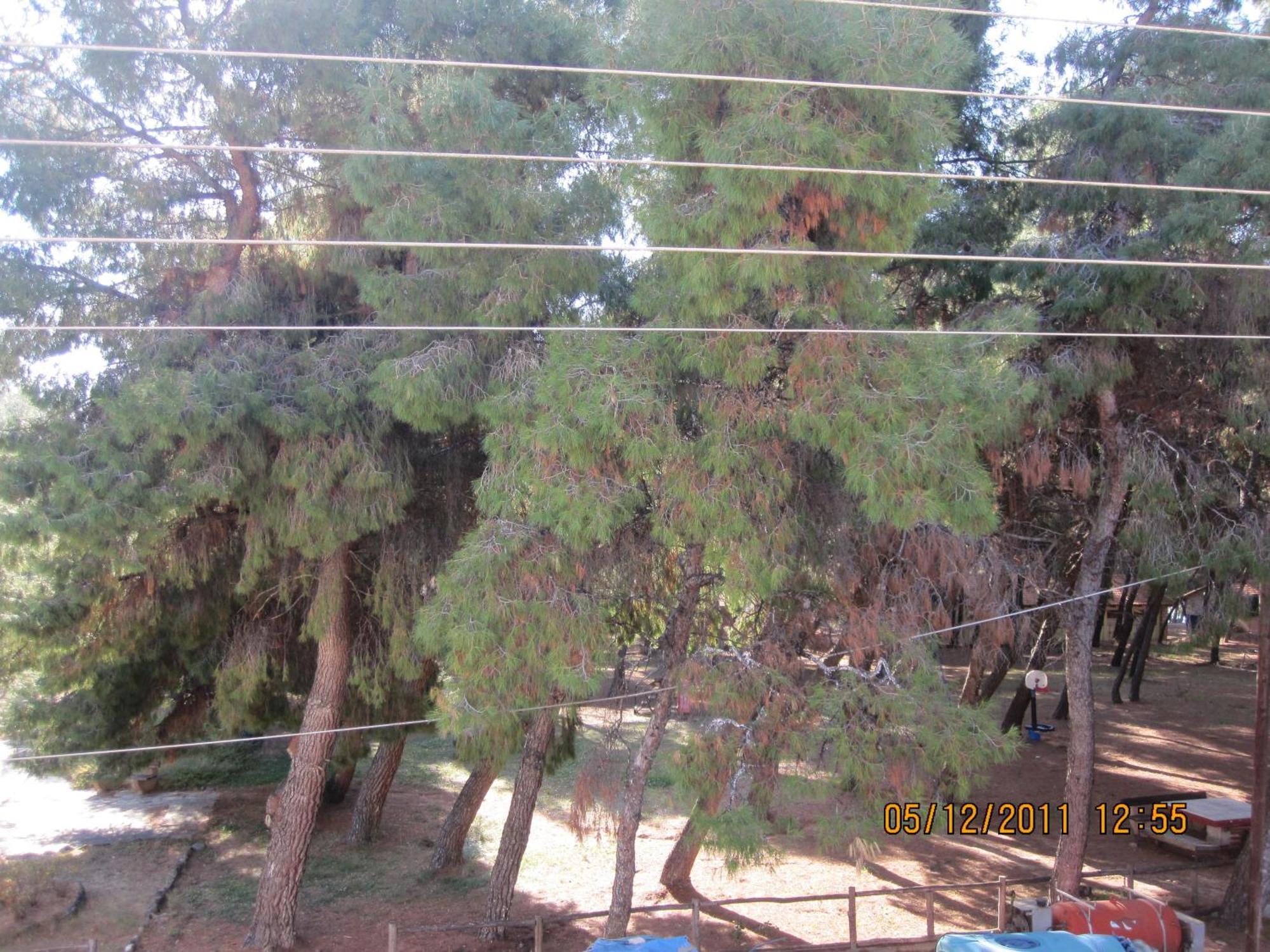 Vasiliki Apartment