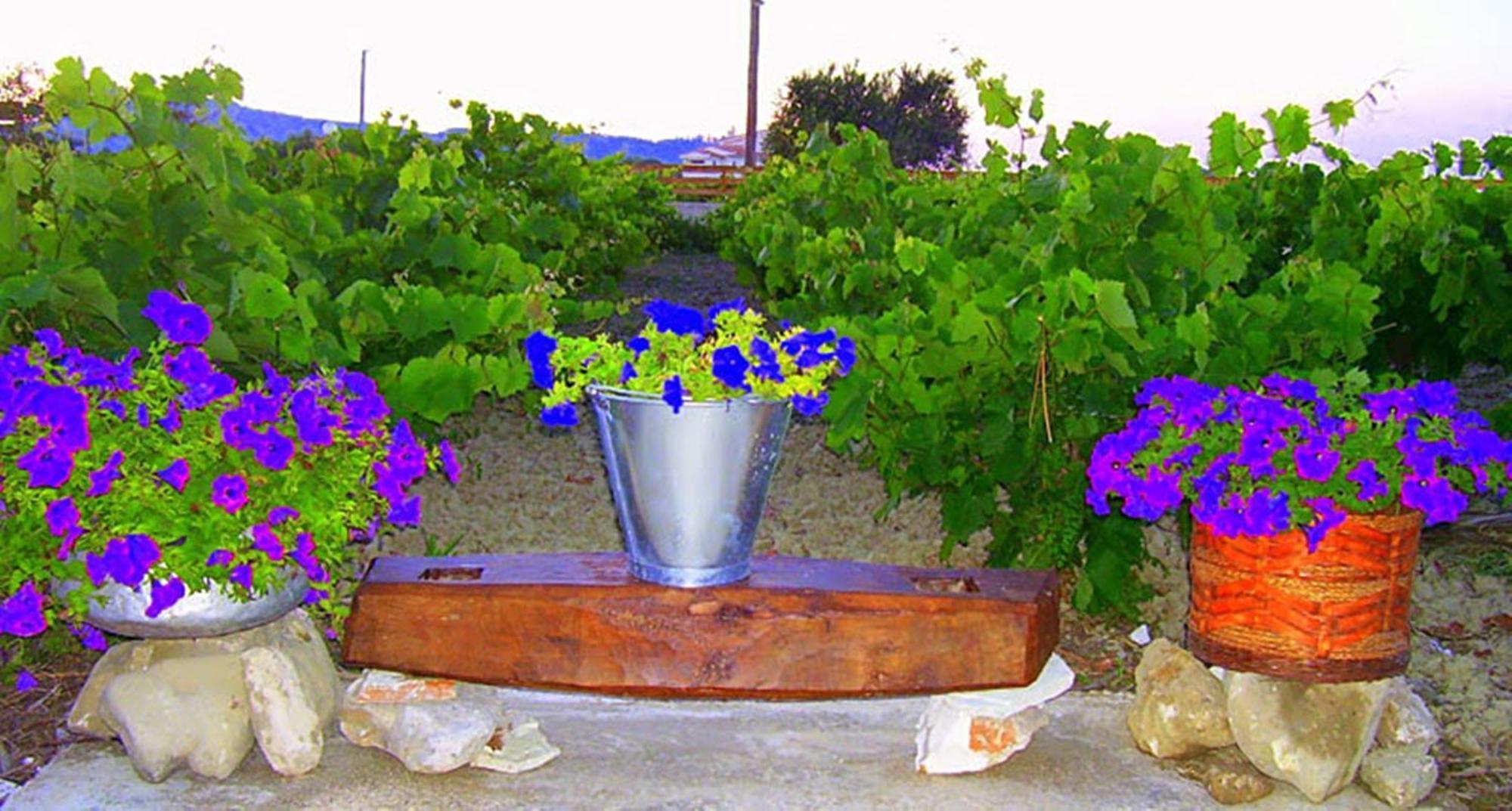 Augoustinos *