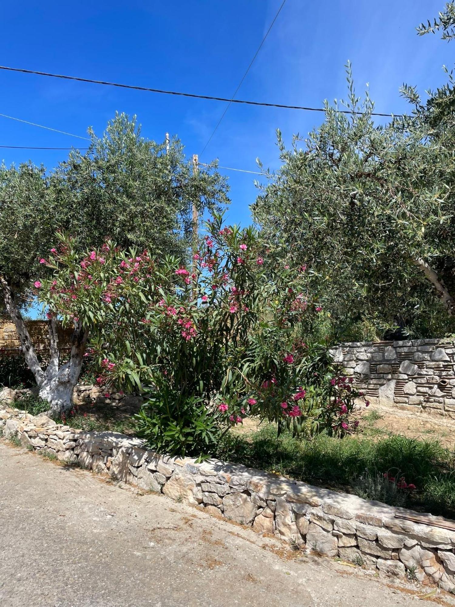 Apartment Terra Olivo