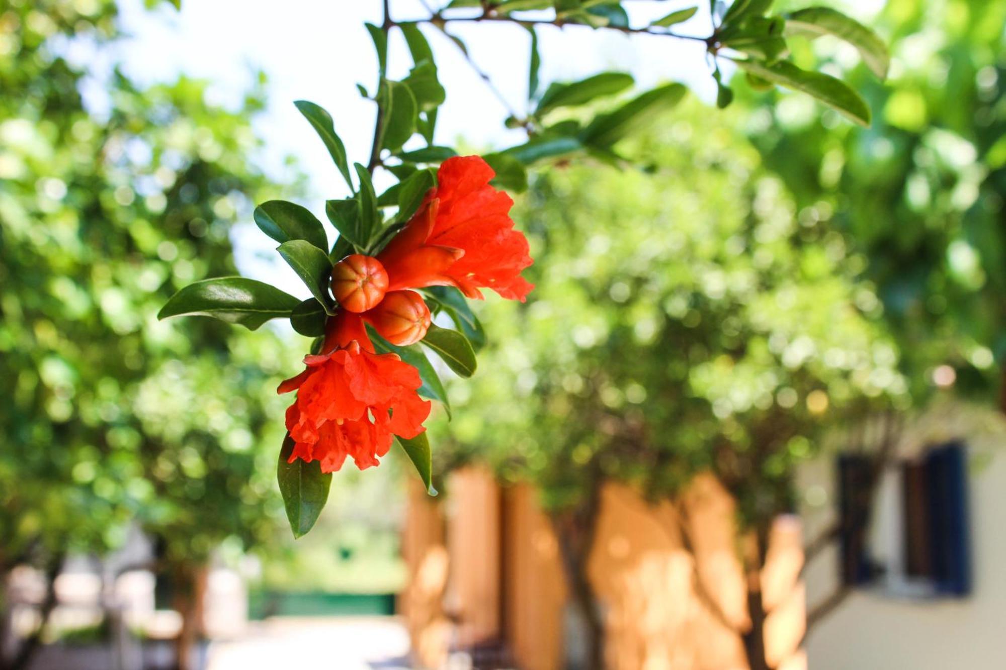 Xristina Studios Apartment Vasiliki (Lefkada)
