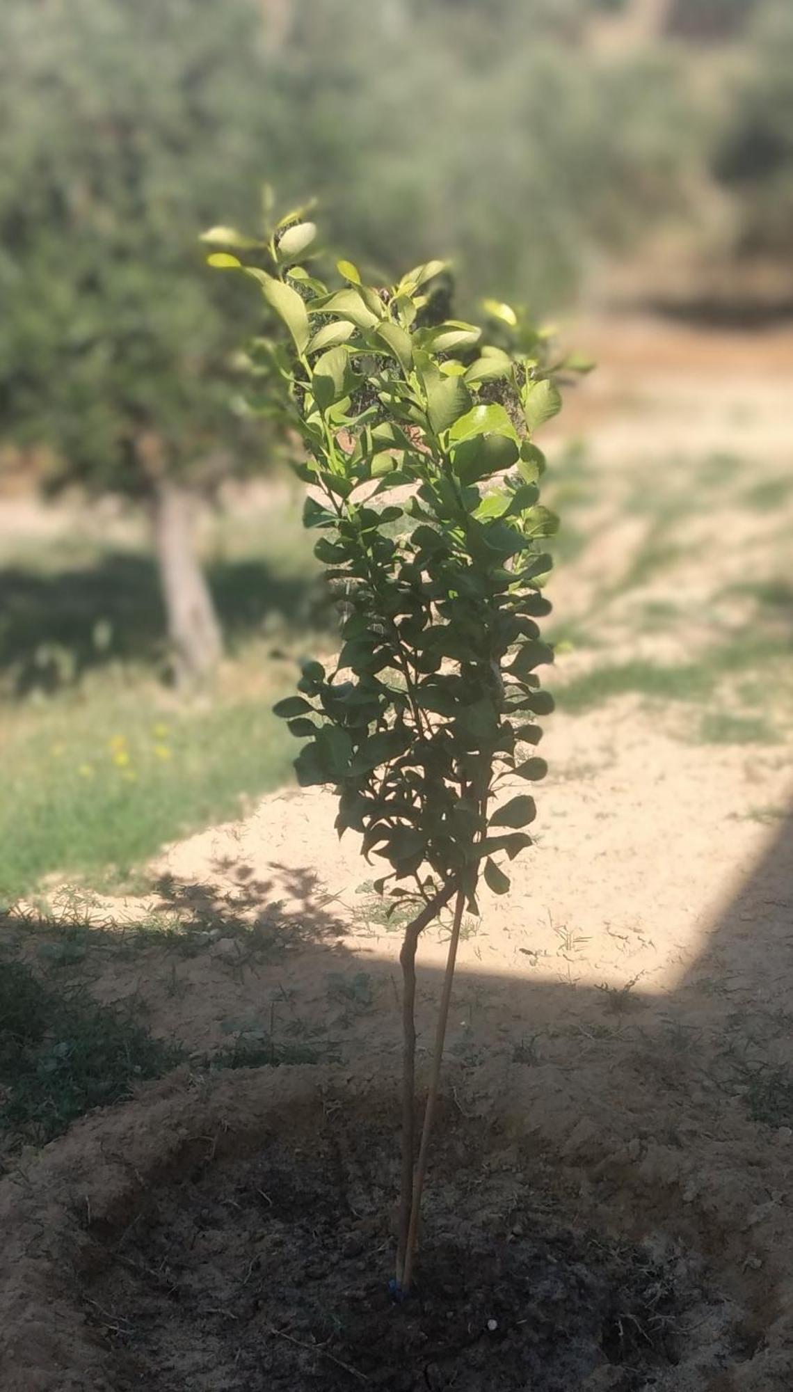 Enada & Olive Farm