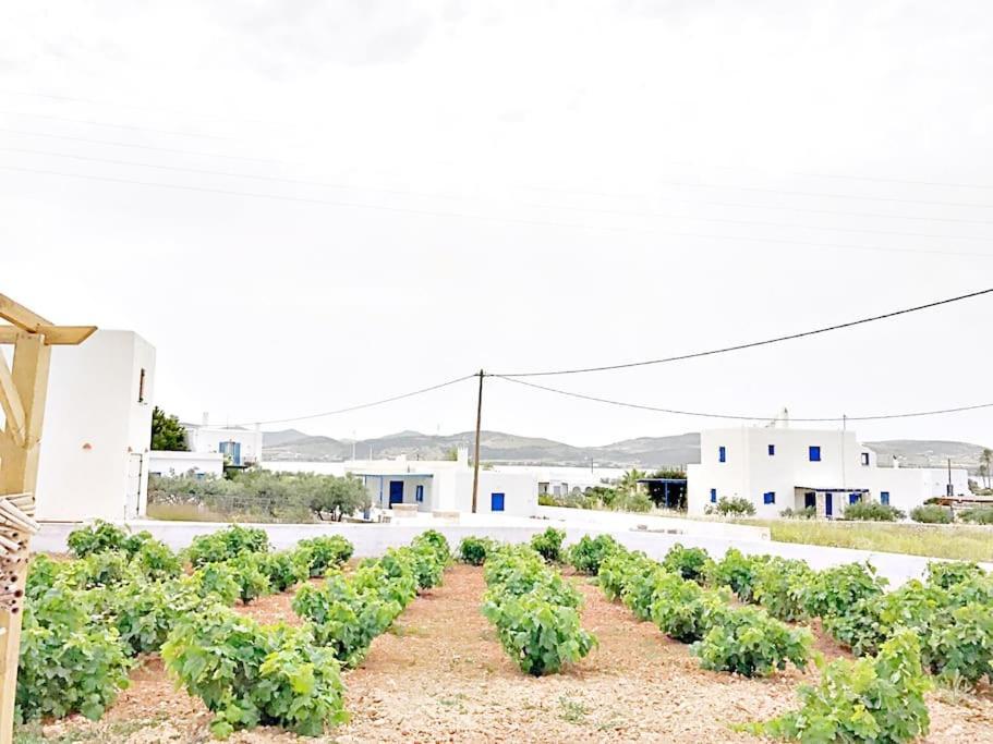 Charming Renovated Farmhouse! - Antiparos! Holiday home Parikia (Paros)