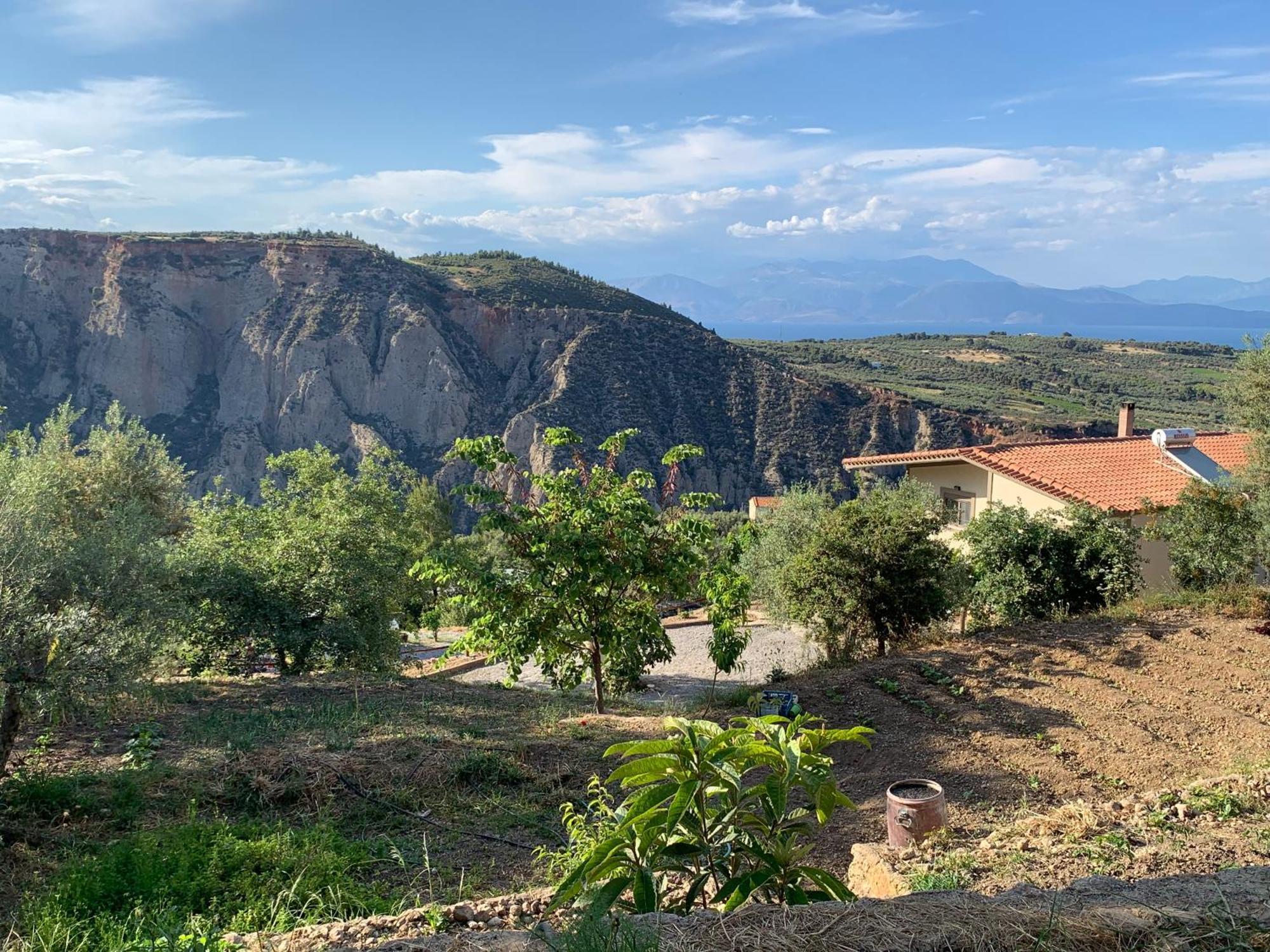 Olive Guest Farm Akrata