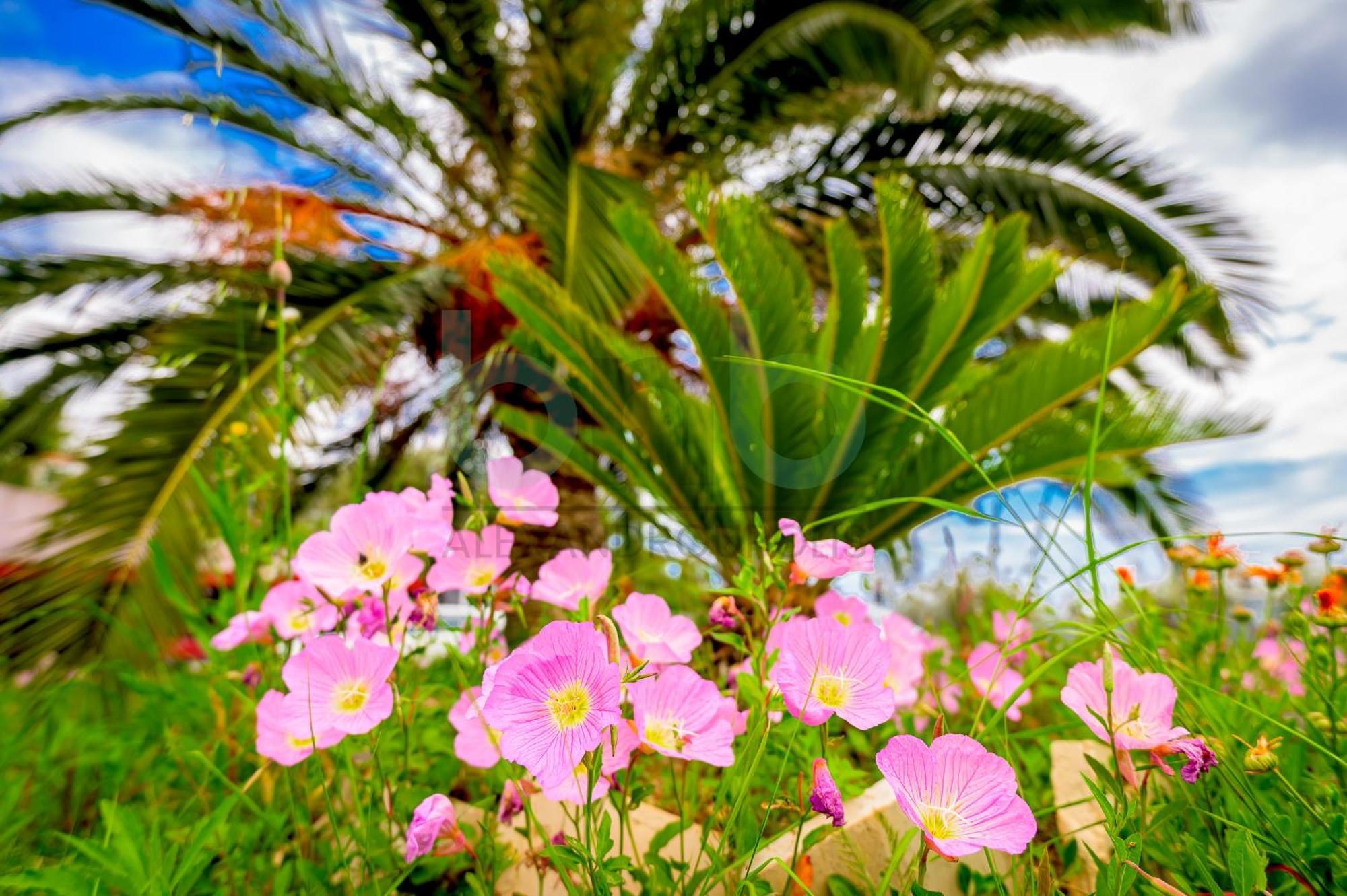 Oasis Palm Apartment *