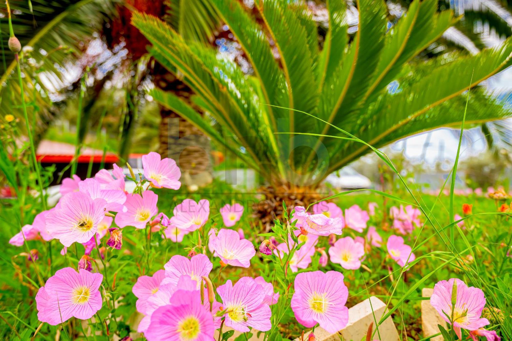 Oasis Palm Agia Paraskevi (Thrace)