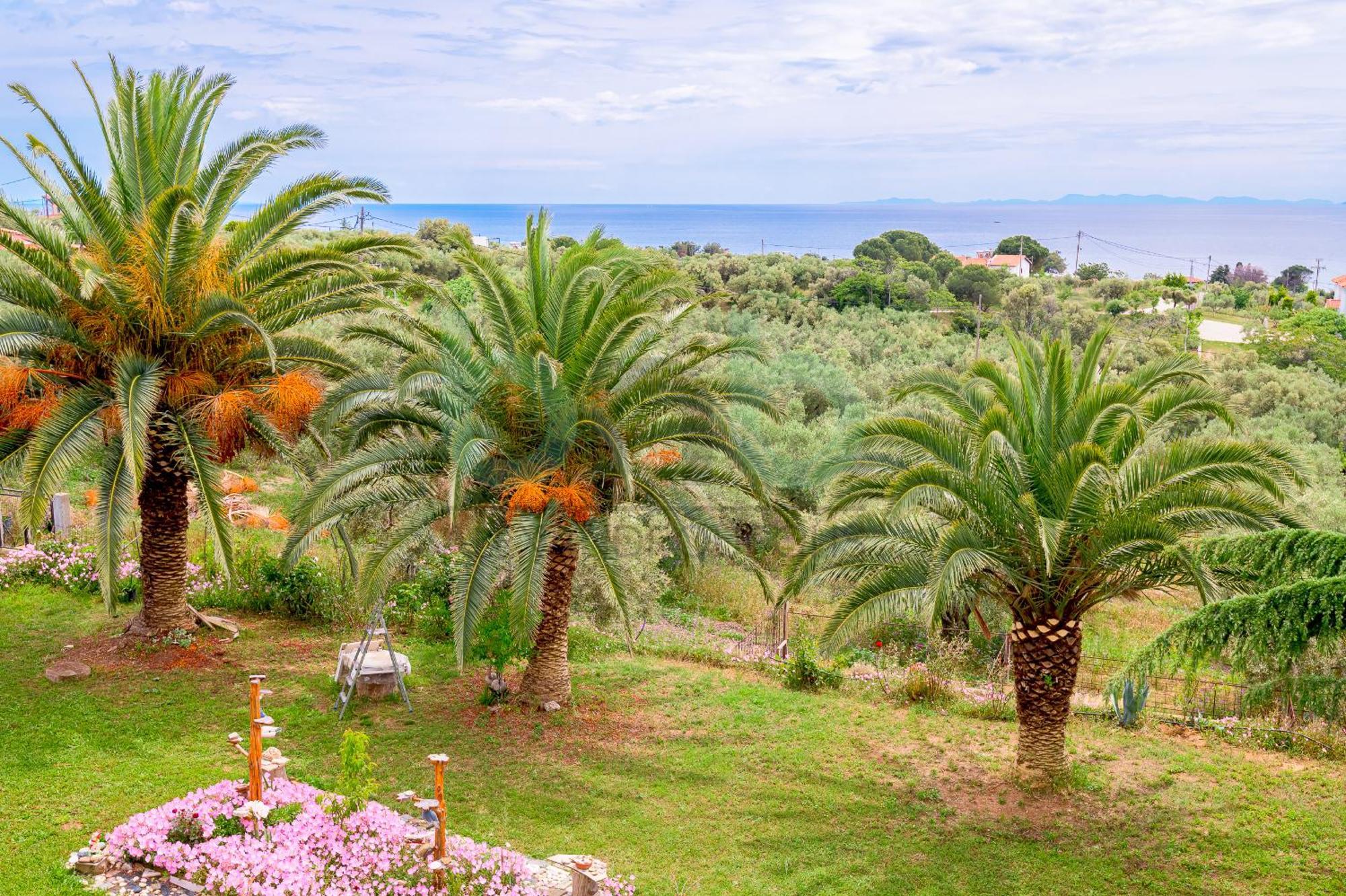 Oasis Palm