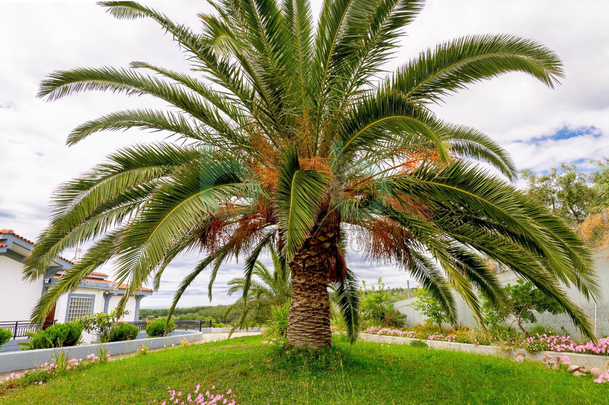 Oasis Palm Agia Paraskevi (Thrace)