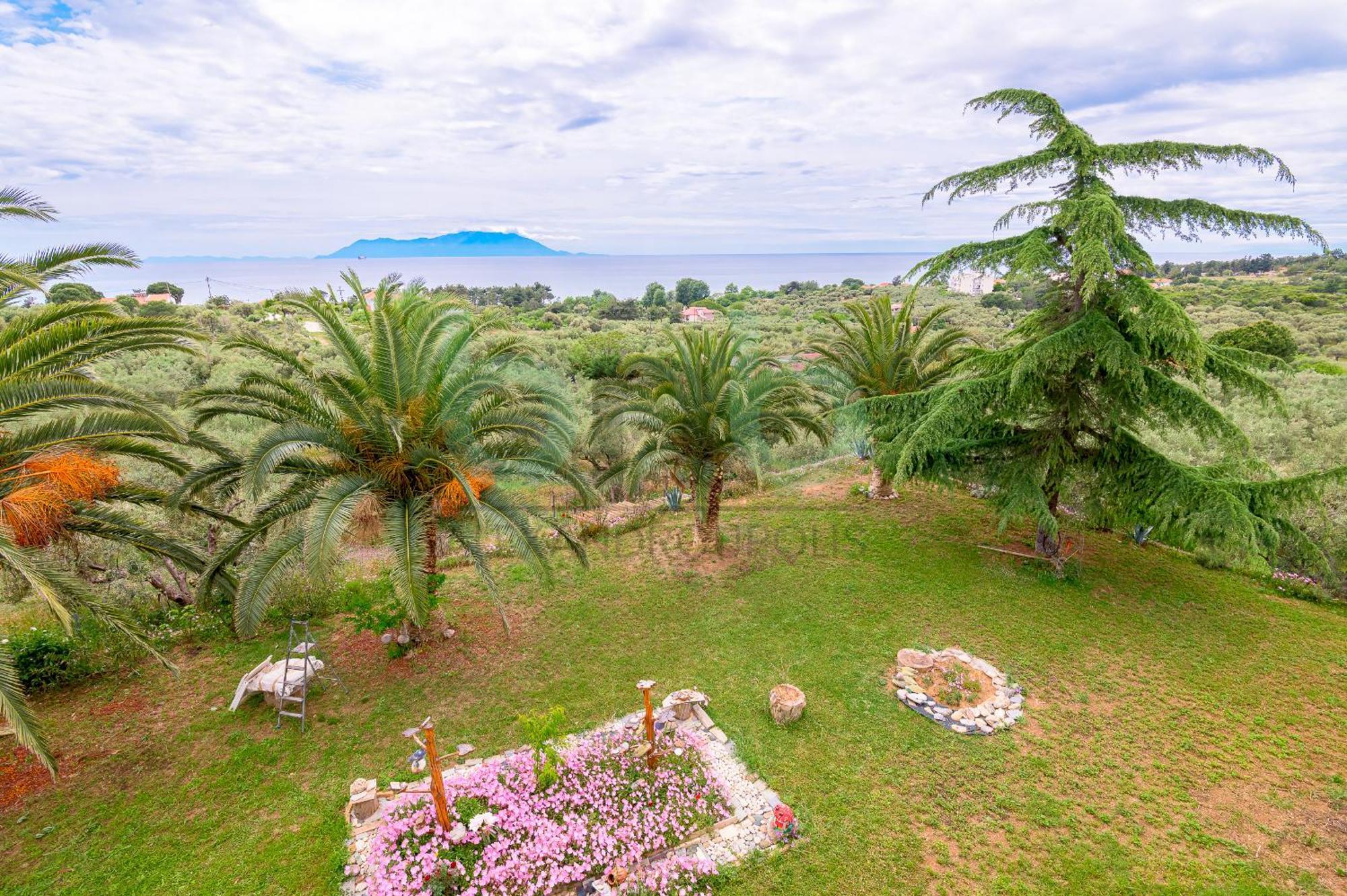 Oasis Palm