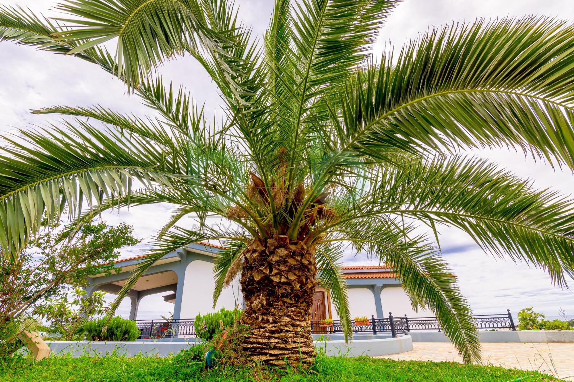 Apartment Oasis Palm