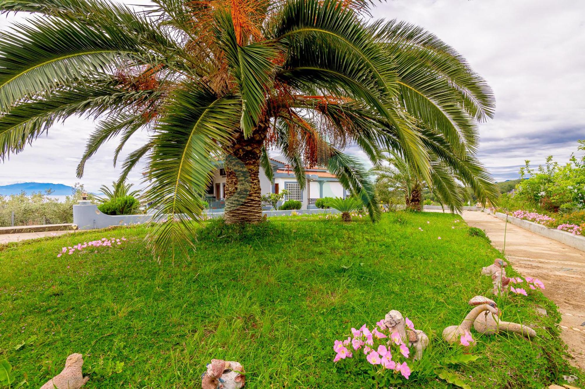 Oasis Palm