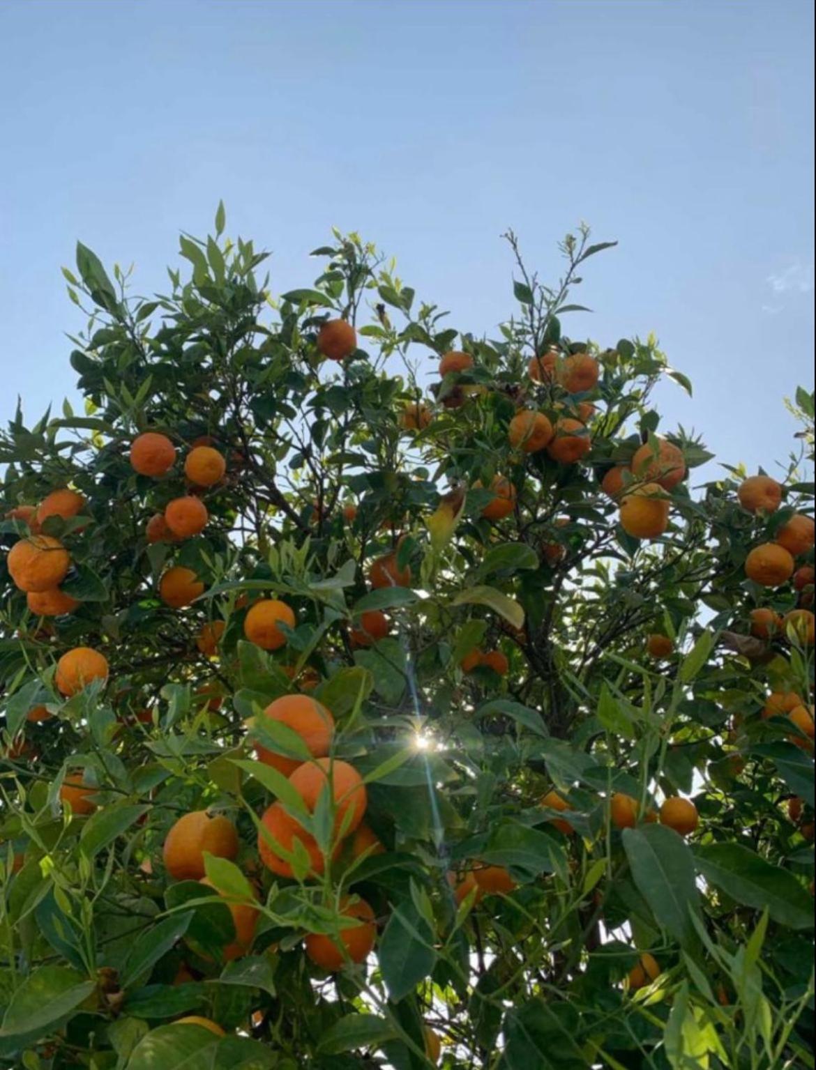 Nikogroup Hanioti