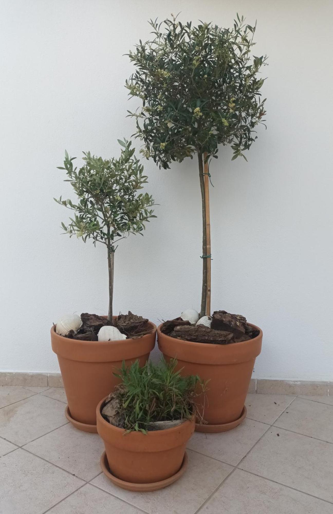 Apartment Olive Garden And Chrysi Ammoudia