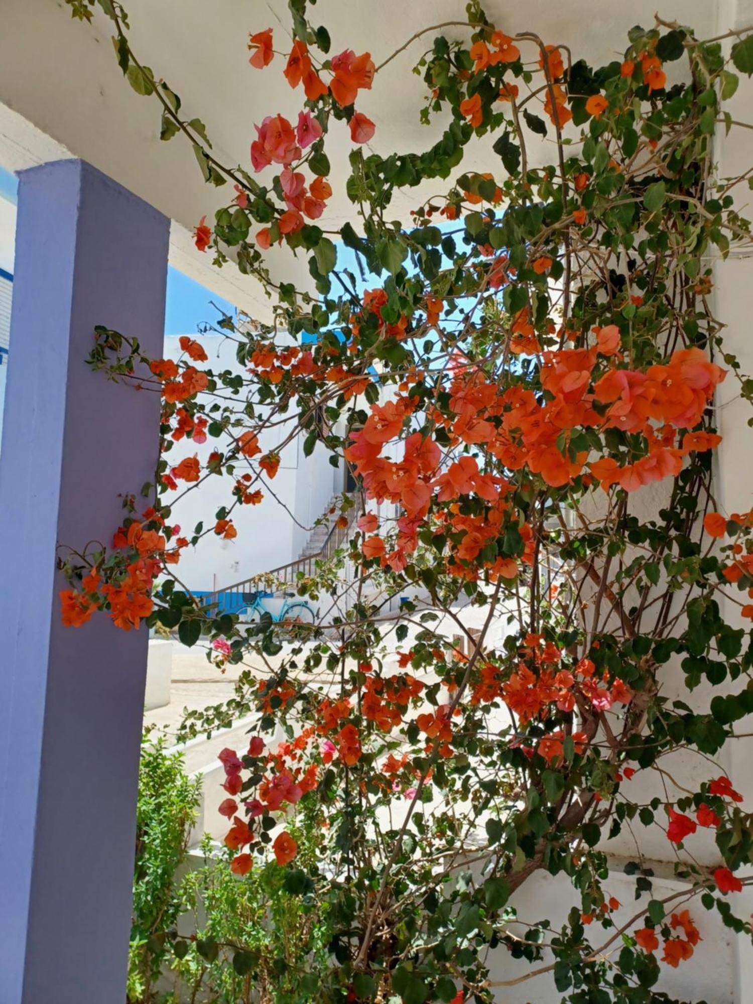 Mastichari Nektaria Studio Apartment