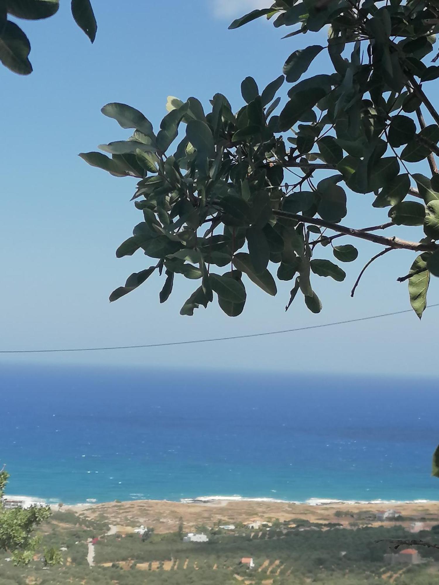 Makry Gialos Grapevines 11 - Makry Gialos *