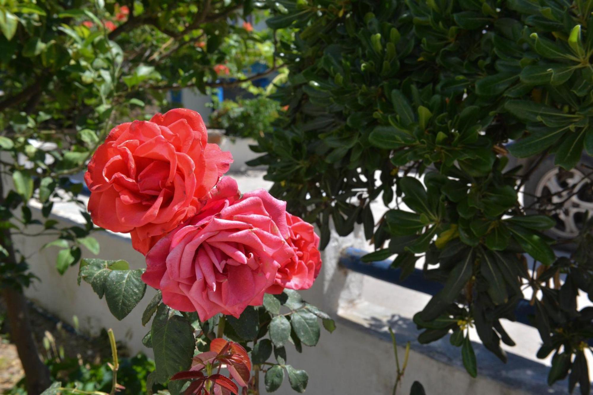 Apartment Plaza Agia Anna (Naxos)