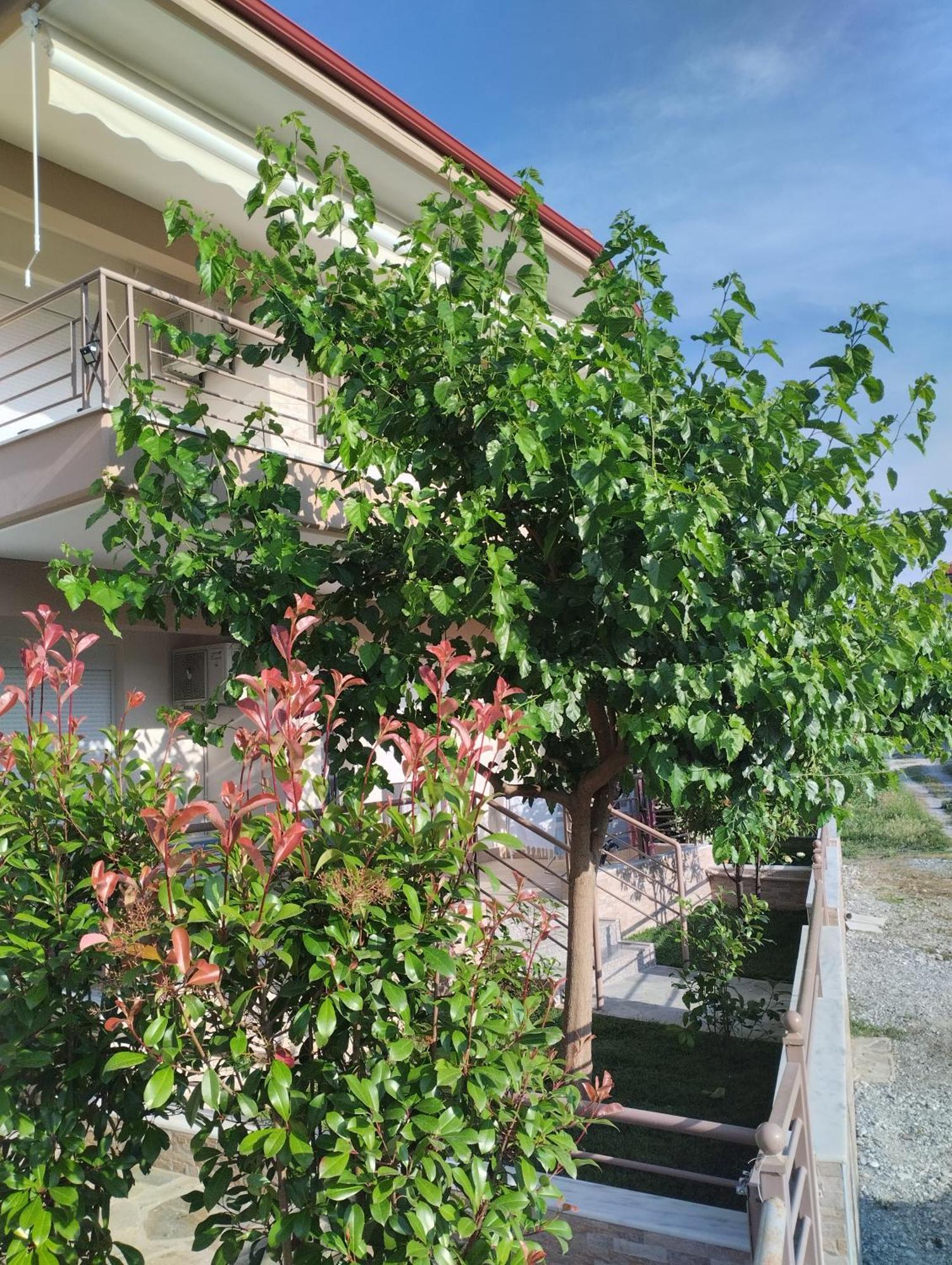 Holiday home Avellana Luxury Leptokarya (Pieria)