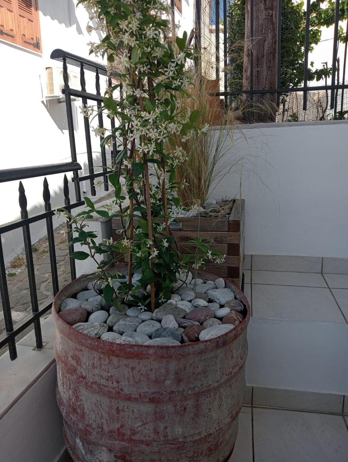 Apartment Limonospito *