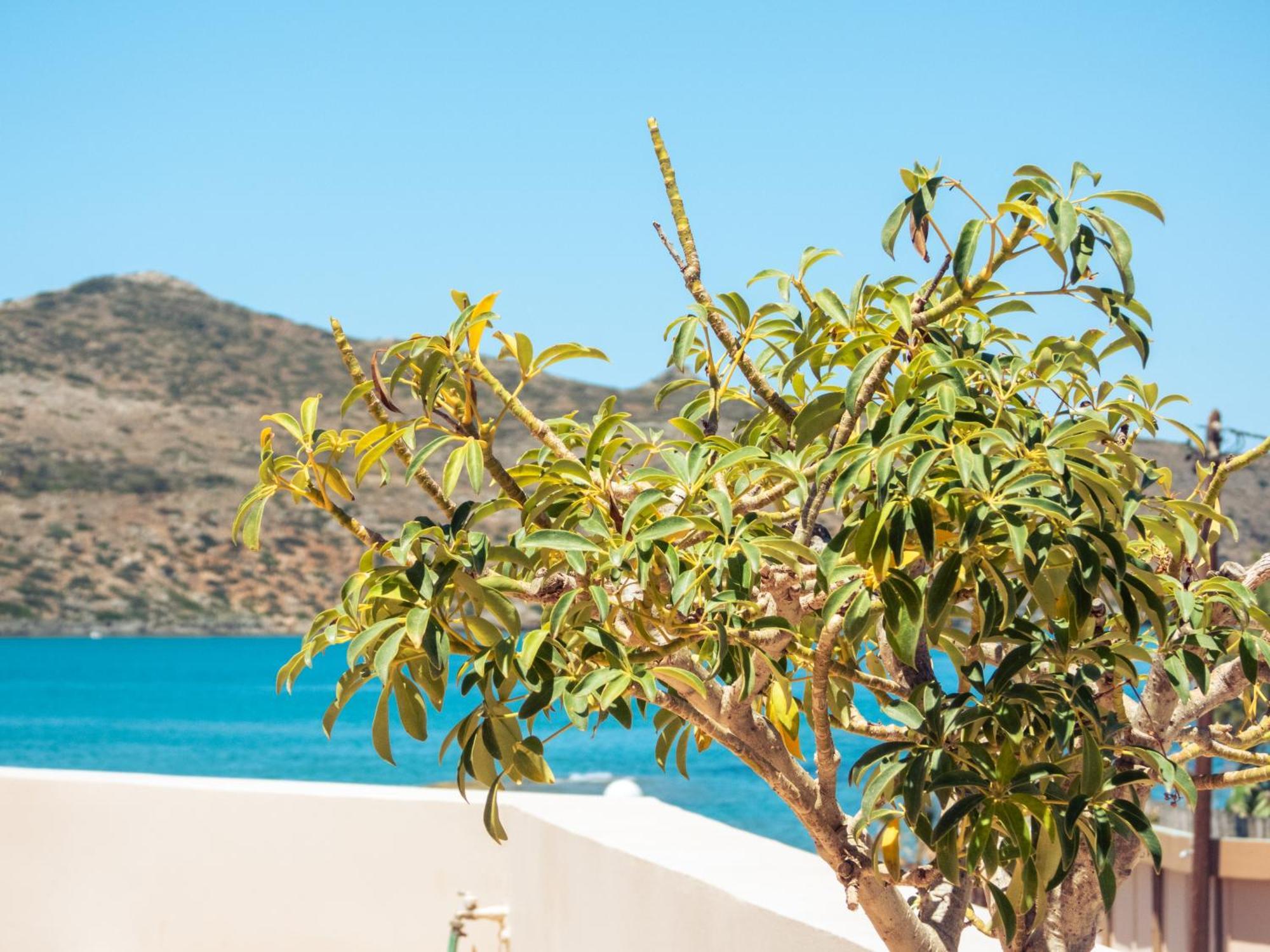 Chrispy Resort,