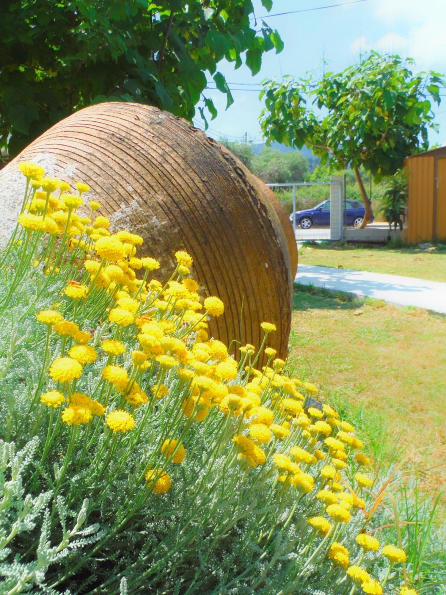 Port Pet Friendly Guest house Limenas (Thasos)