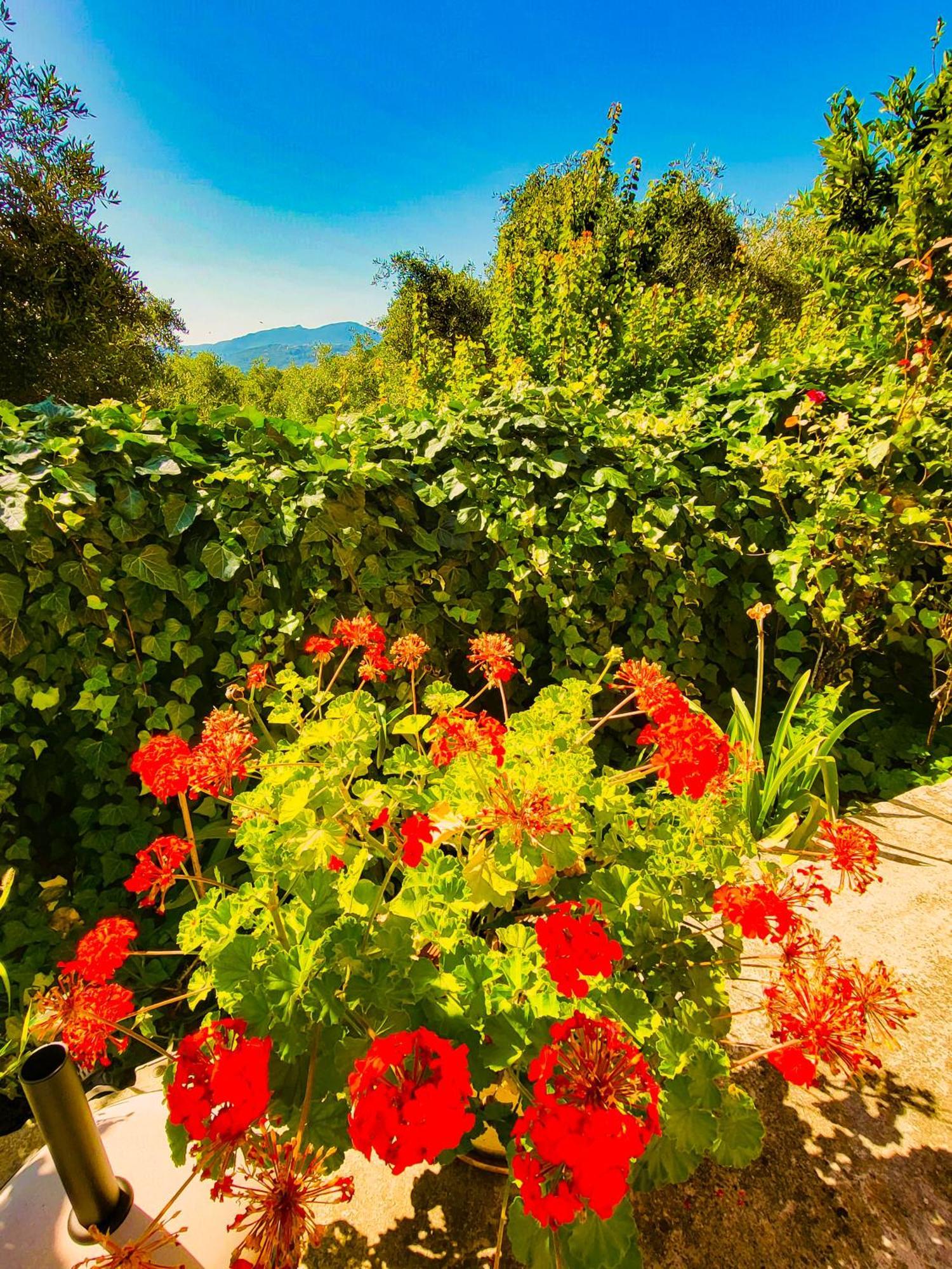 Apartment Claudiagapi Korfu Agios Stefanos Avliotes (Corfu)