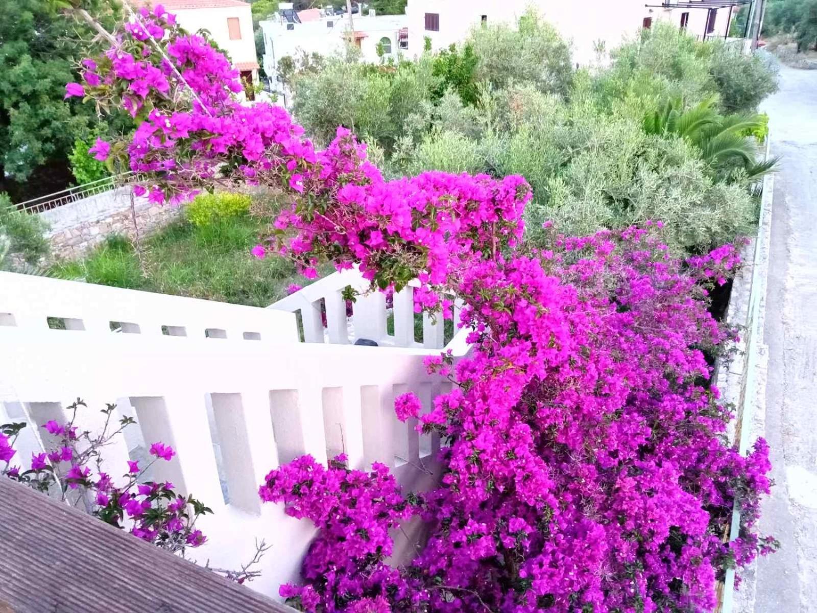 Apartment Boucamvillia's Luxury House *