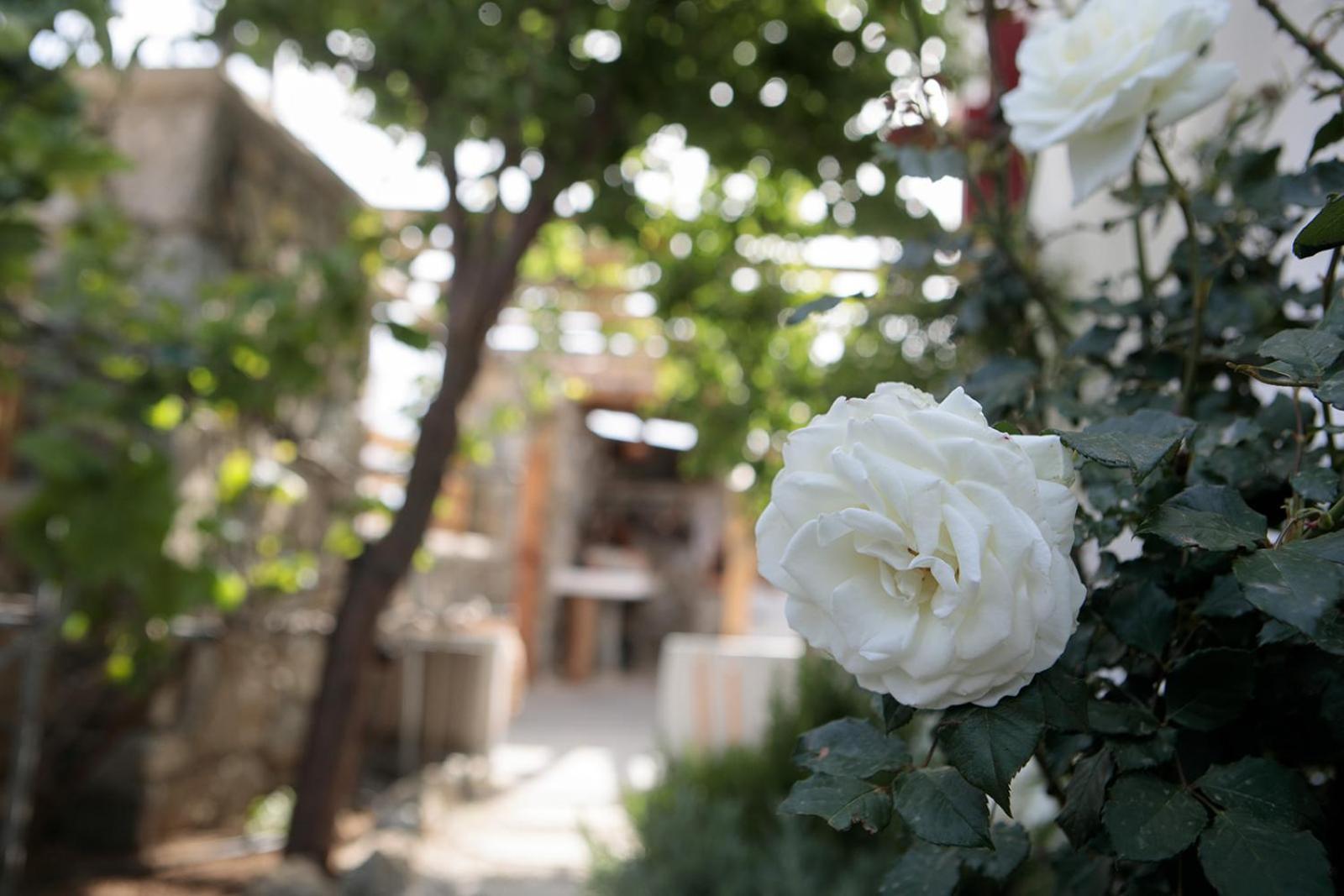 Boriadon Rustic Countryside Homes Naxos City
