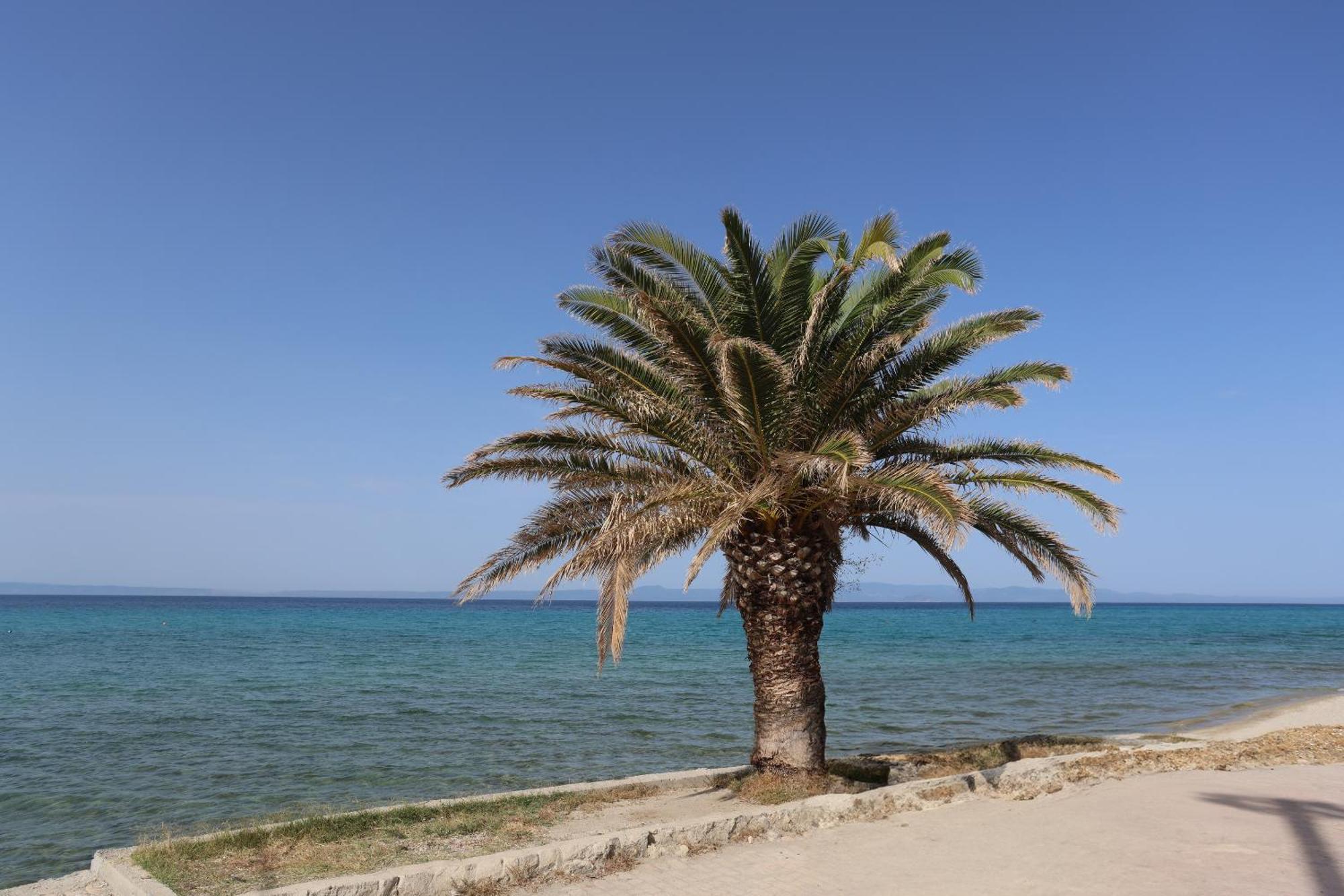 Mainavenue Palm Seaside * Polychrono