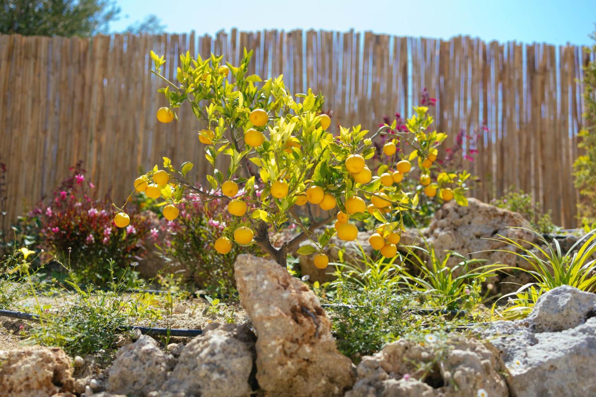 Lily's Lemonia Villa *