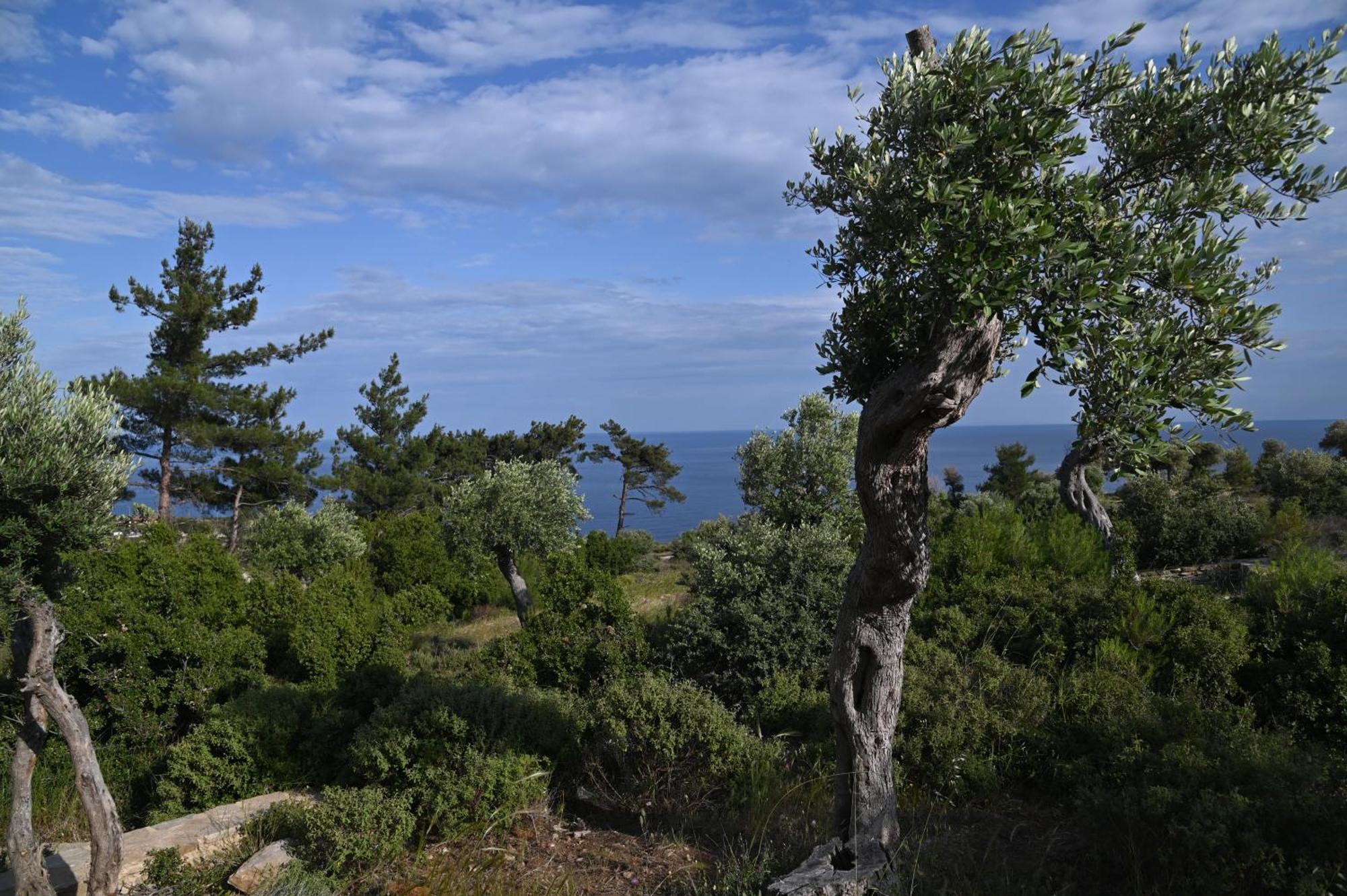 Villa Nous Village Aliki (Thasos)