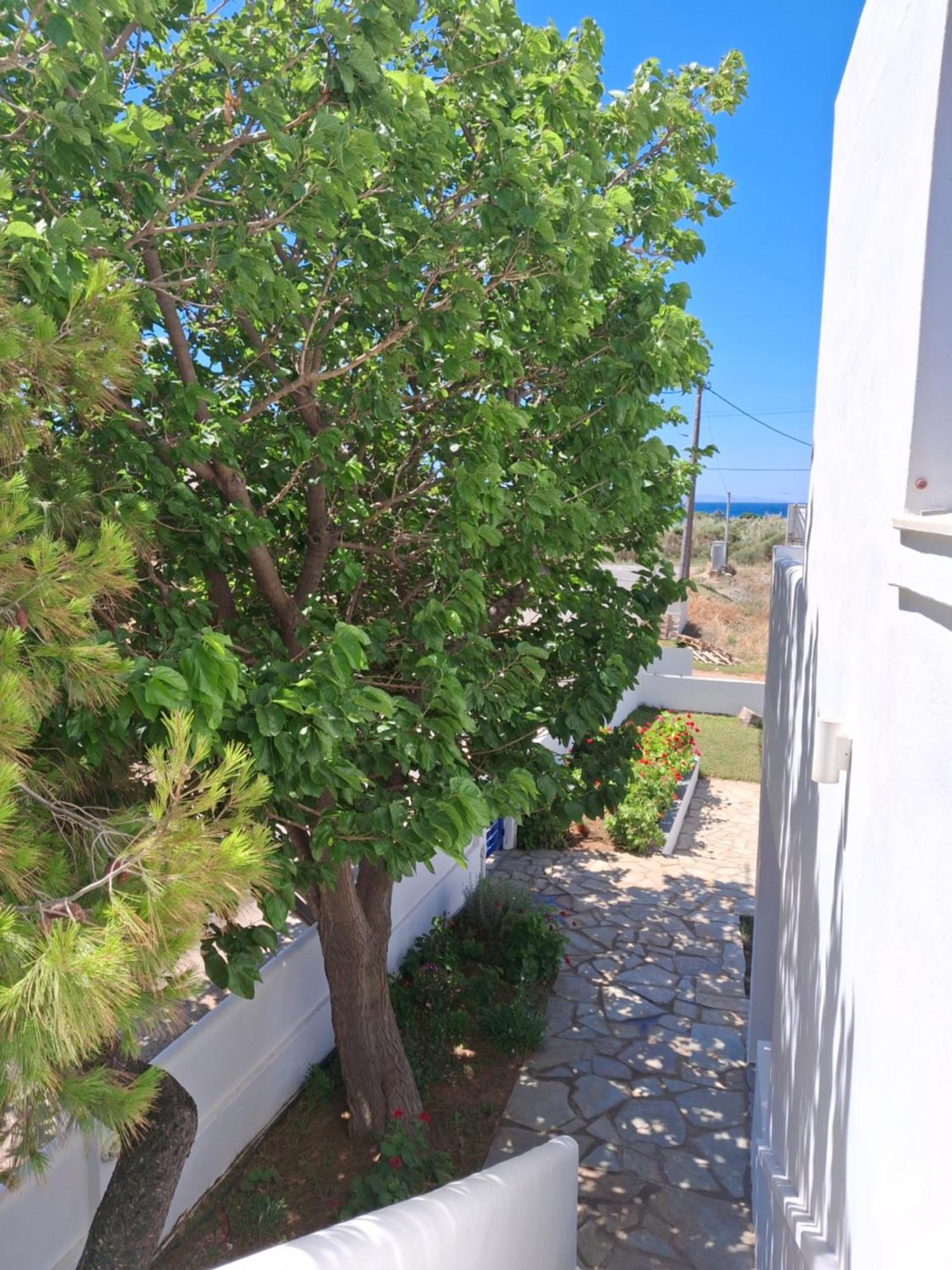 Restia * Agios Petros (Andros)
