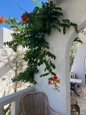 Thalia Bloom Agia Pelagia (Crete)