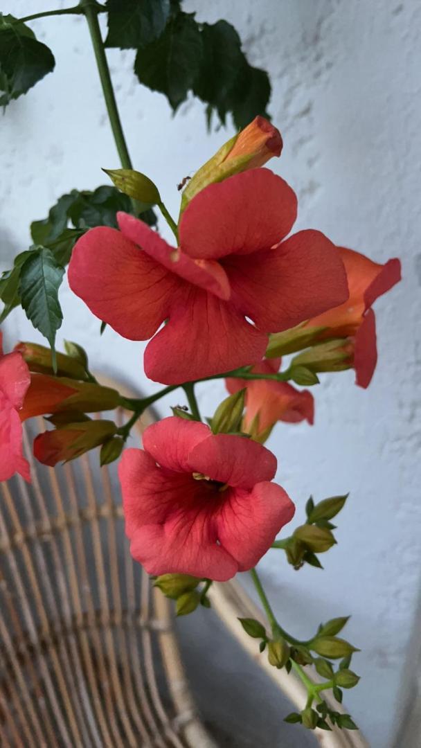 Aparthotel Thalia Bloom Agia Pelagia (Crete)