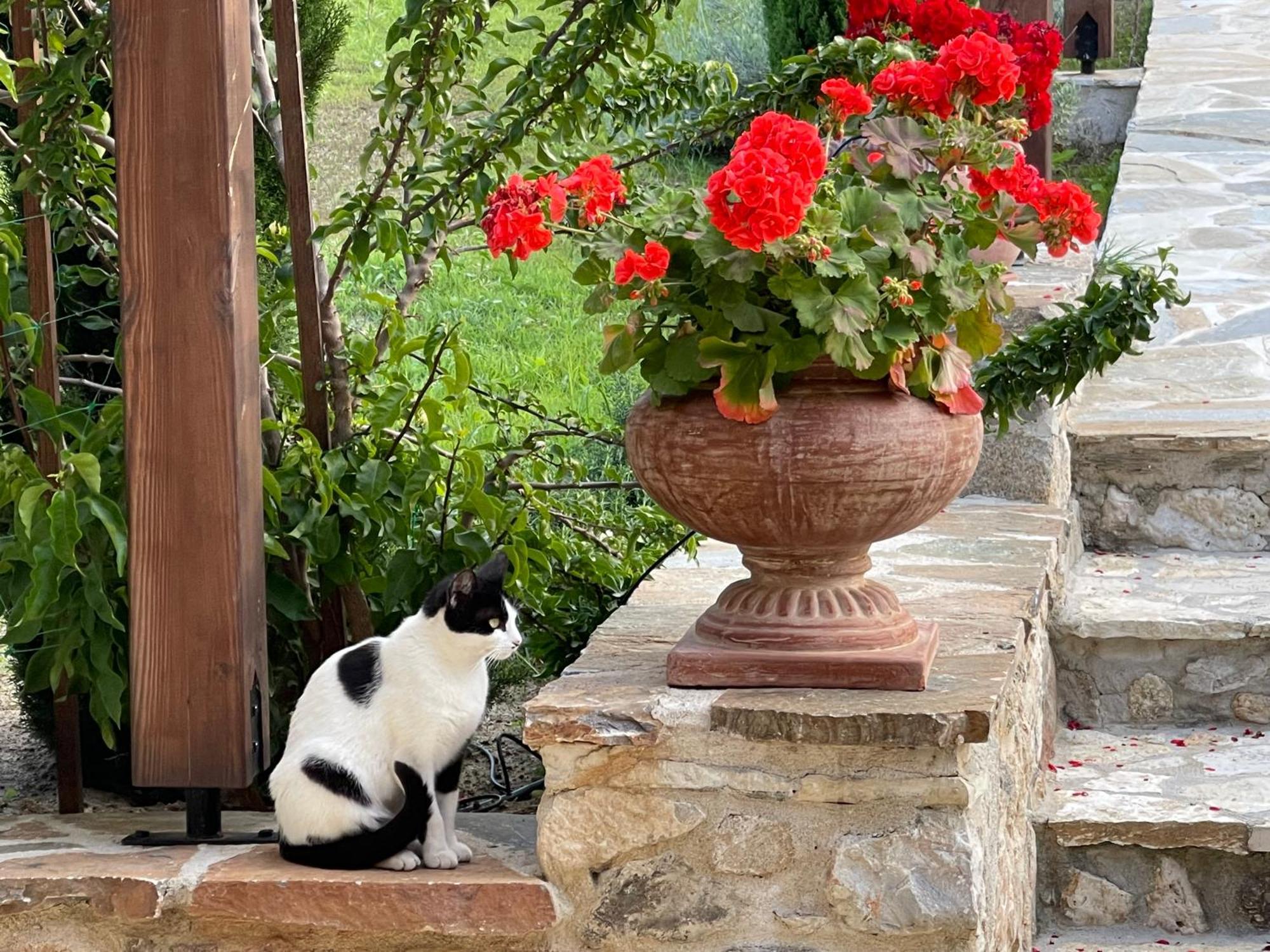 Aurelia Villa