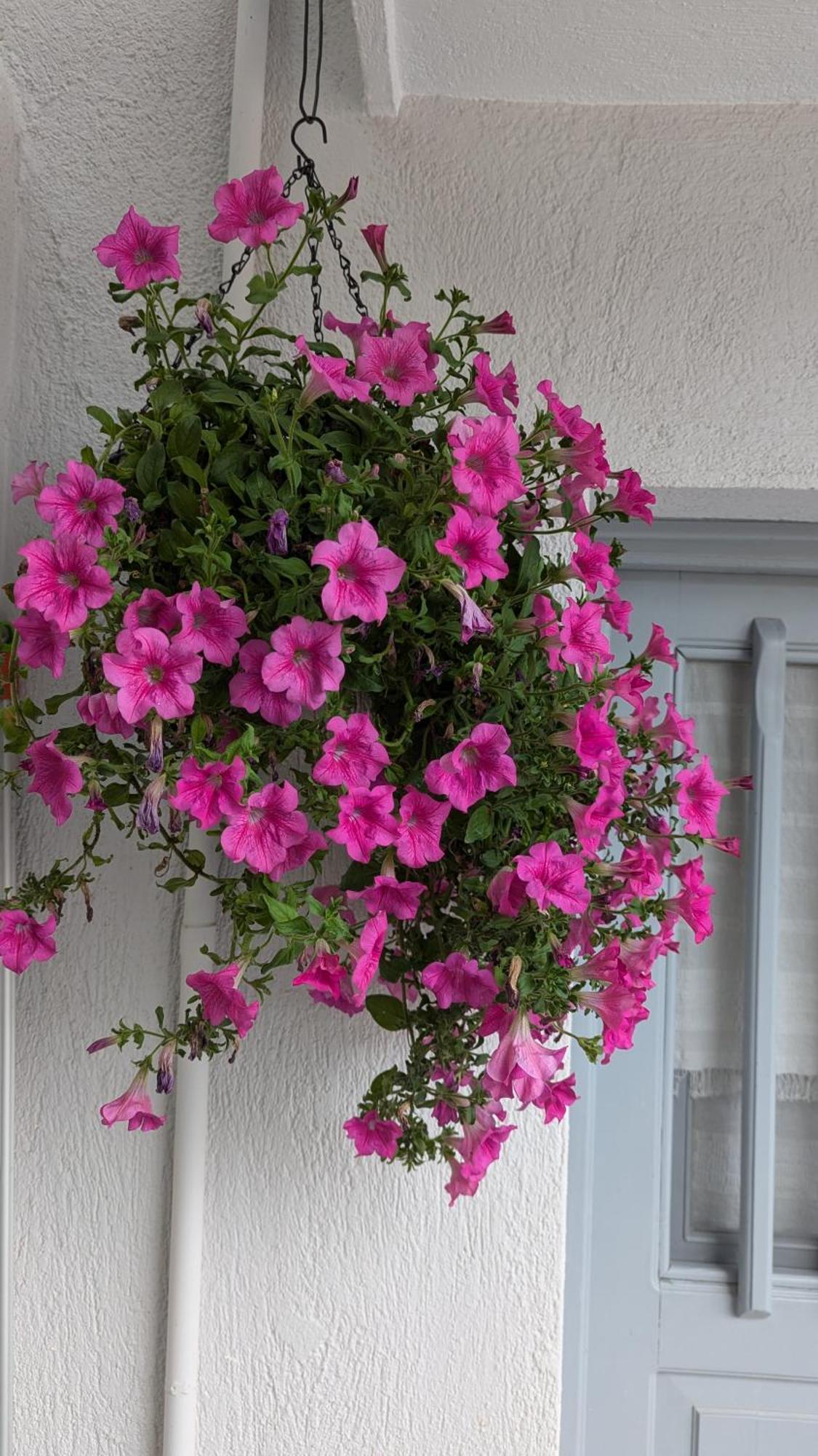 The Botanist Guest house Skopelos Town