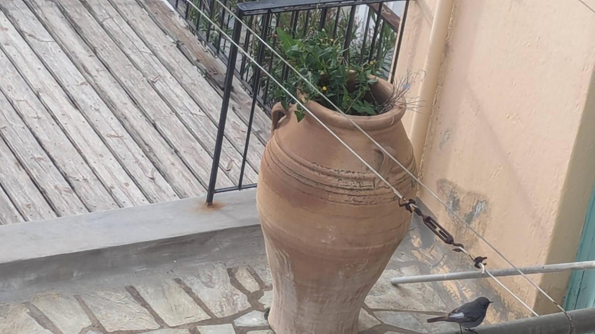 Guest house The Botanist *