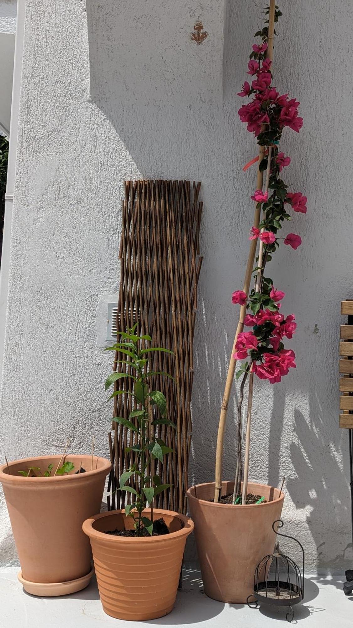 Guest house The Botanist