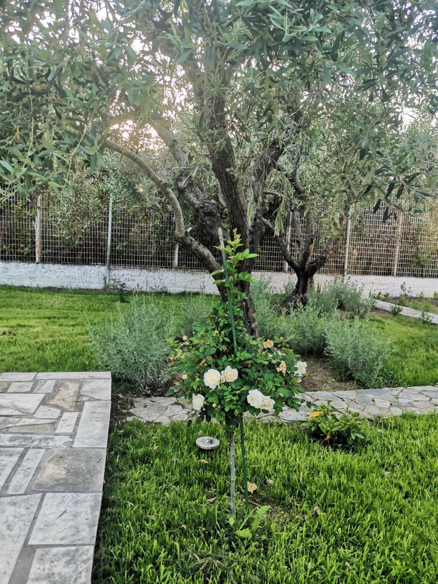 Villa Alex Agios Georgios (Istiaia-Aidipsos)