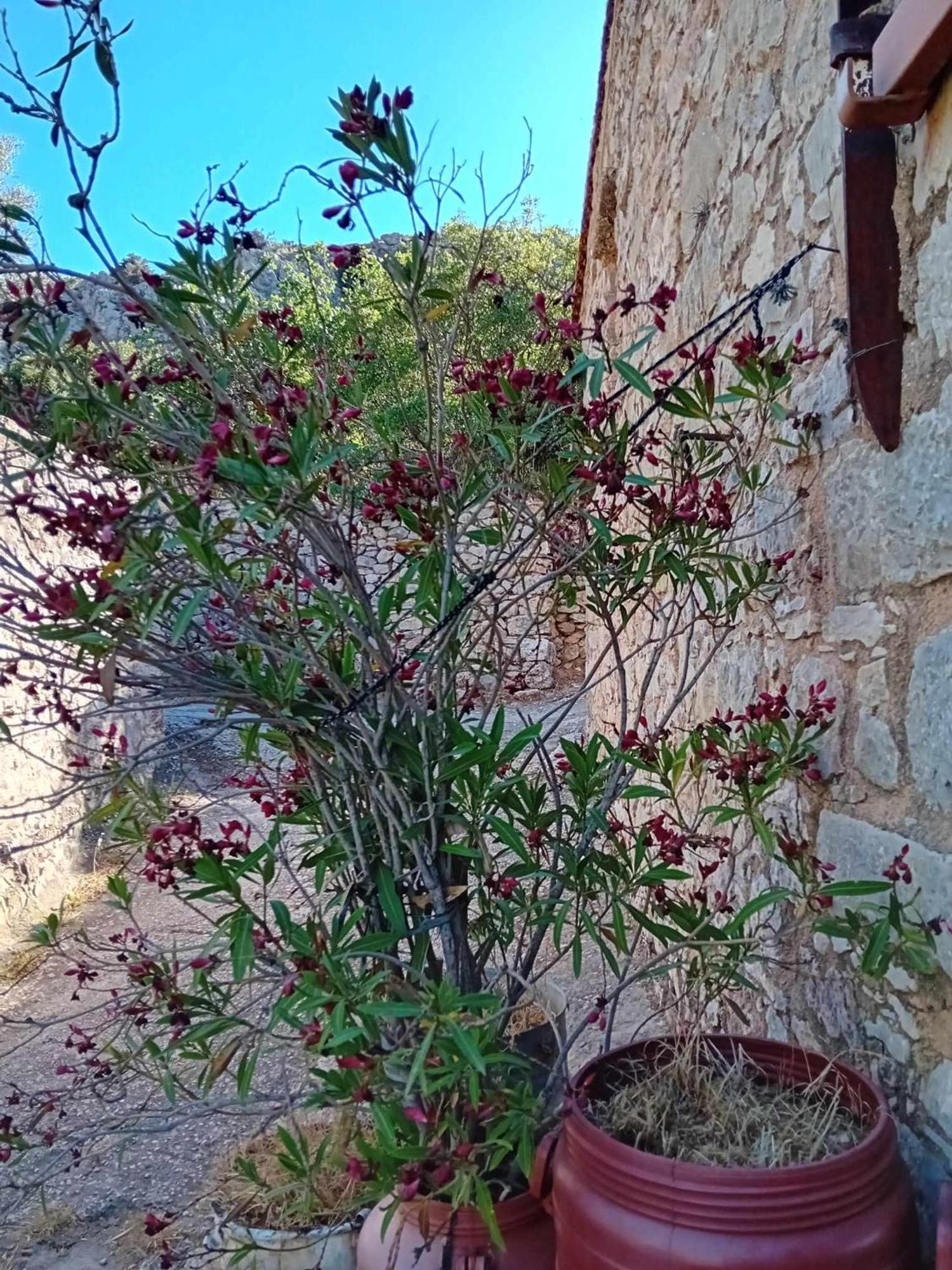 Aνάβατος * Chios Town